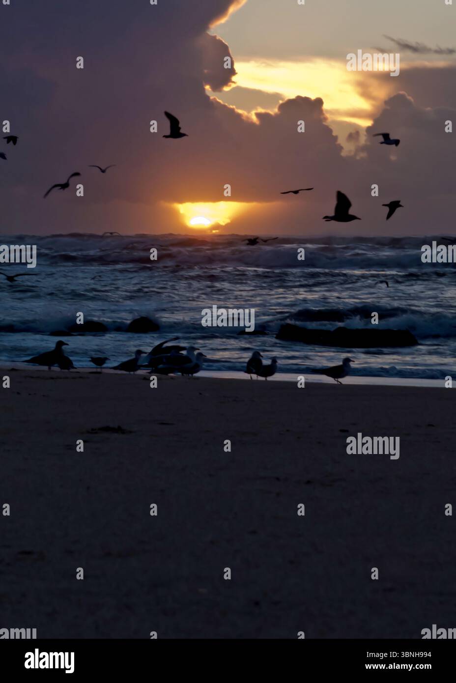 Un beau coucher de soleil sur l'océan avec des mouettes volant dans le ciel et se reposant sur la plage. Banque D'Images