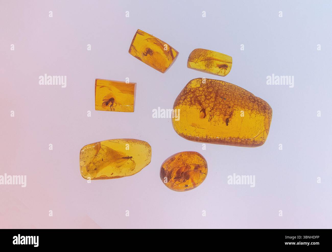 Musée de l'ambre (Palangos gintaro muziejus) dans le jardin botanique (Palangos miesto botanikos parkas), Palanga, comté de Klaipėda, République de Lituanie Banque D'Images