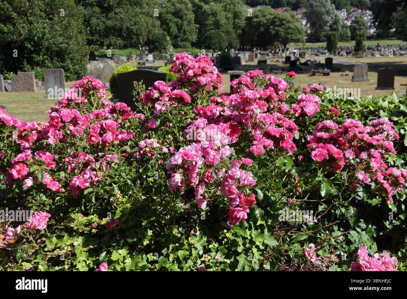 Roses rouges buisson en fleur, croissance sauvage dans le cimetière, fleurs rouges plante à fleurs Banque D'Images