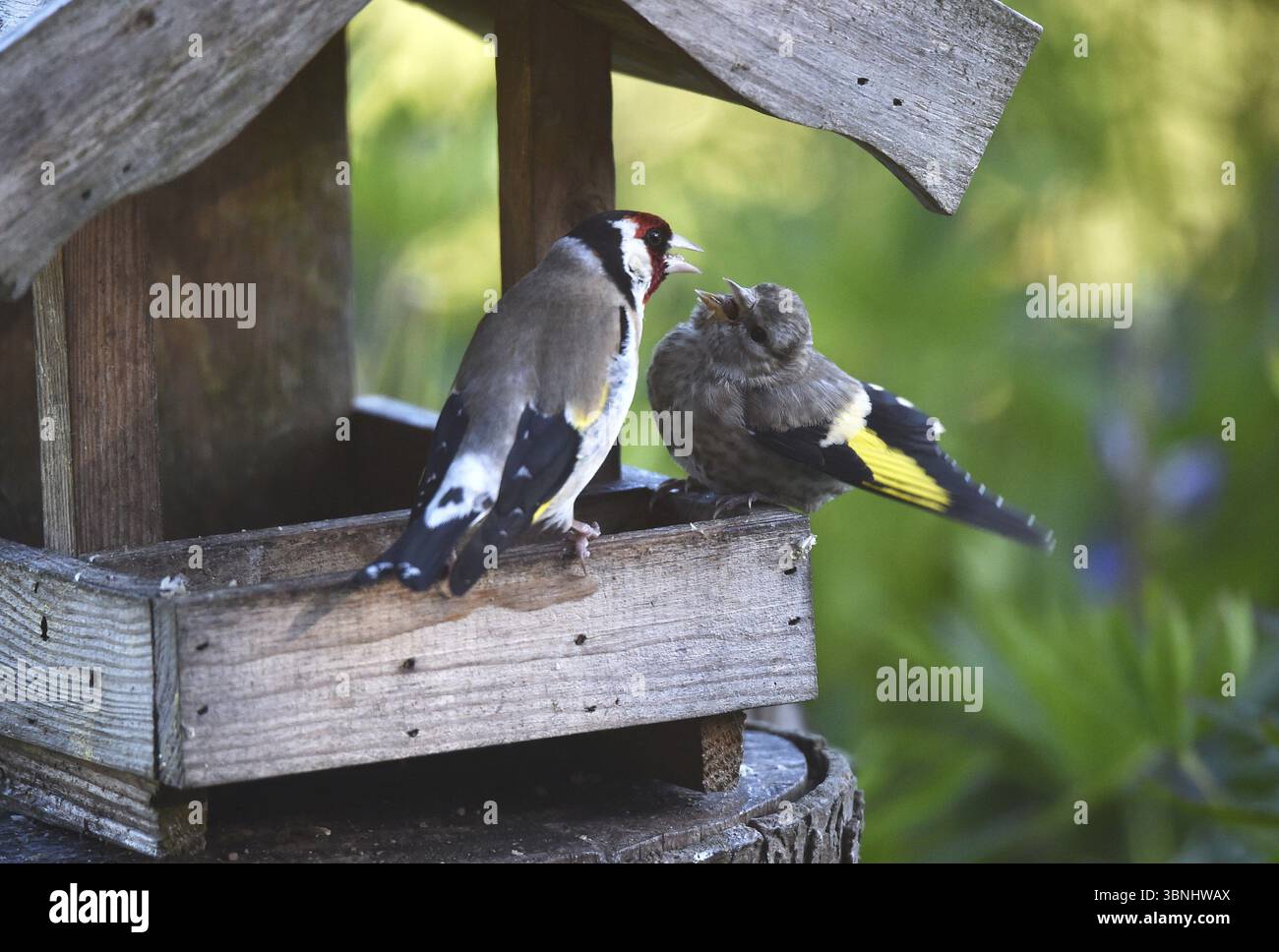 Goldfinch, Goldfinch, (Carduelis carduelis) nourrit son poussin, sa progéniture au nichoir Banque D'Images