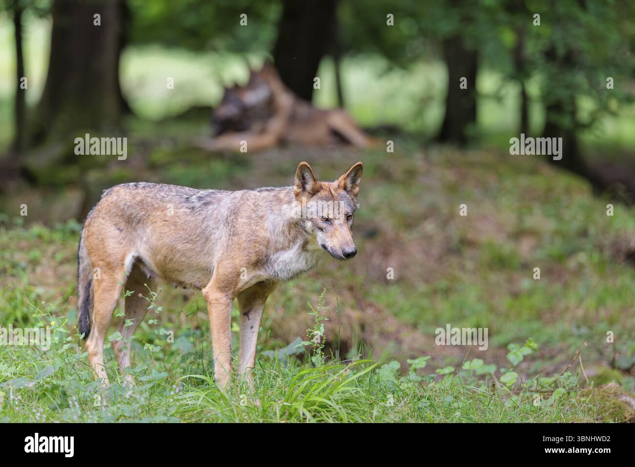 Une femelle loup gris (Canis lupus lupus) se dresse à la lisière de la forêt par un jour nuageux. Quelques autres loups se reposant derrière elle dans la forêt Banque D'Images