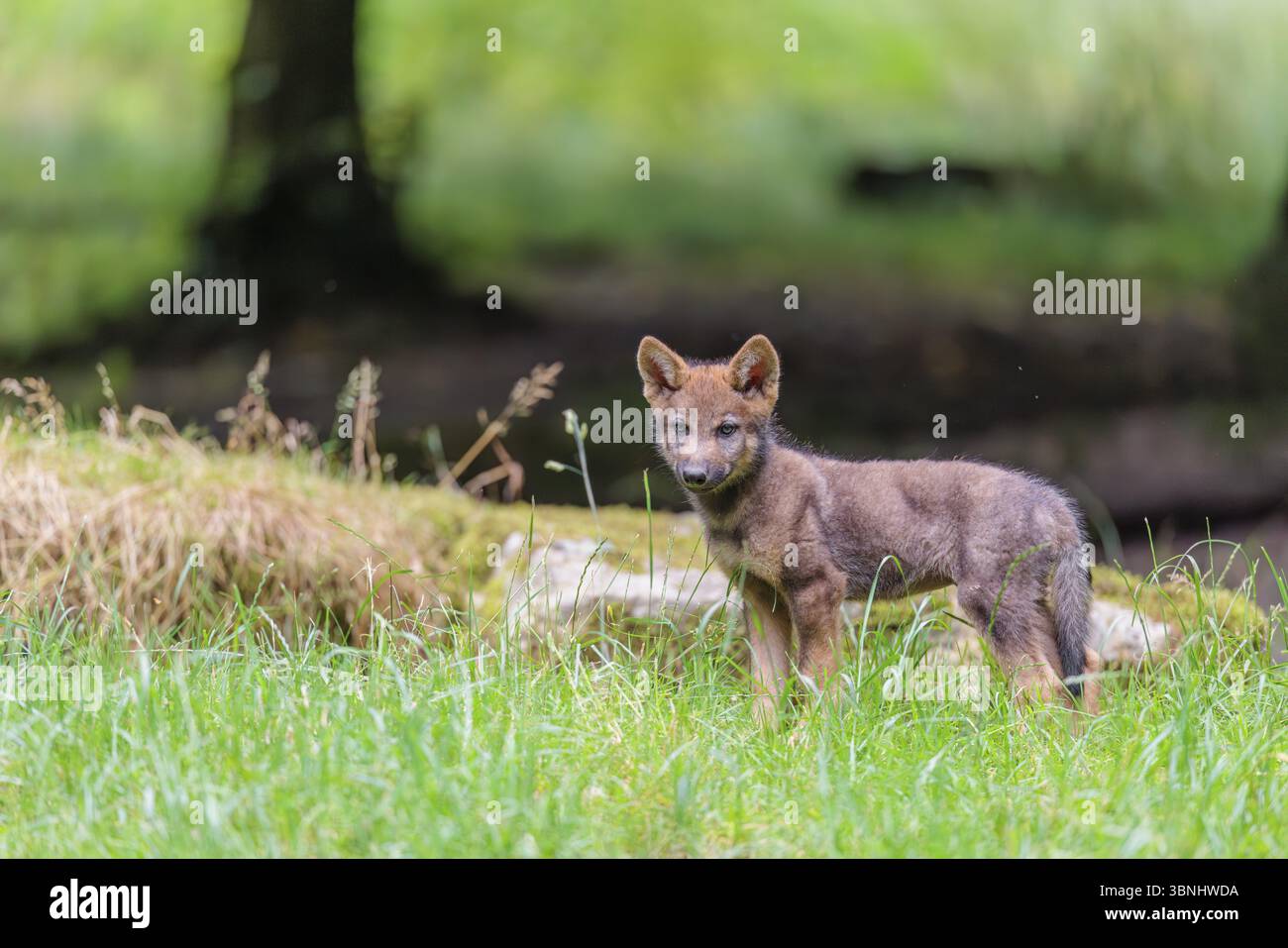 Un loup gris (Canis lupus lupus) se dresse sur une petite colline à la lisière de la forêt et observe les autres membres de la meute Banque D'Images