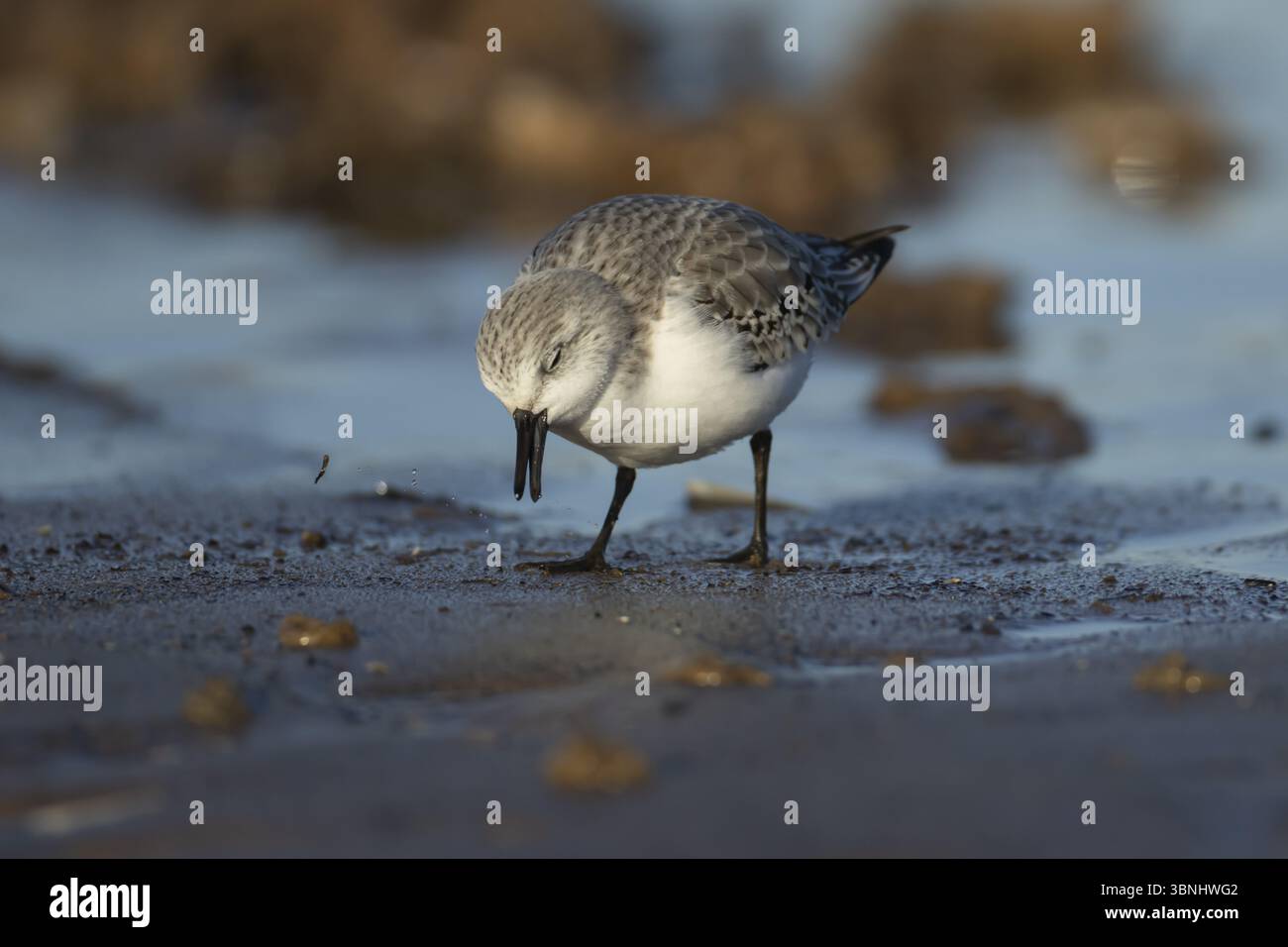 Sanderling (Calidris alba) oiseau adulte en plumage hivernal se nourrissant sur une plage, Angleterre, Royaume-Uni, Europe Banque D'Images