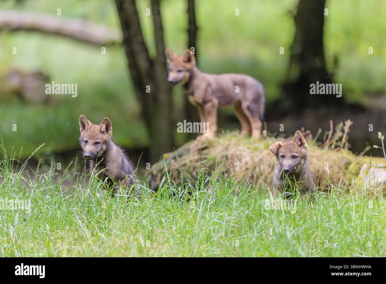 Trois loups gris (Canis lupus lupus) se tiennent sur, ou à côté d'un rocher sur une petite colline à la lisière de la forêt et observent les autres membres du PA Banque D'Images