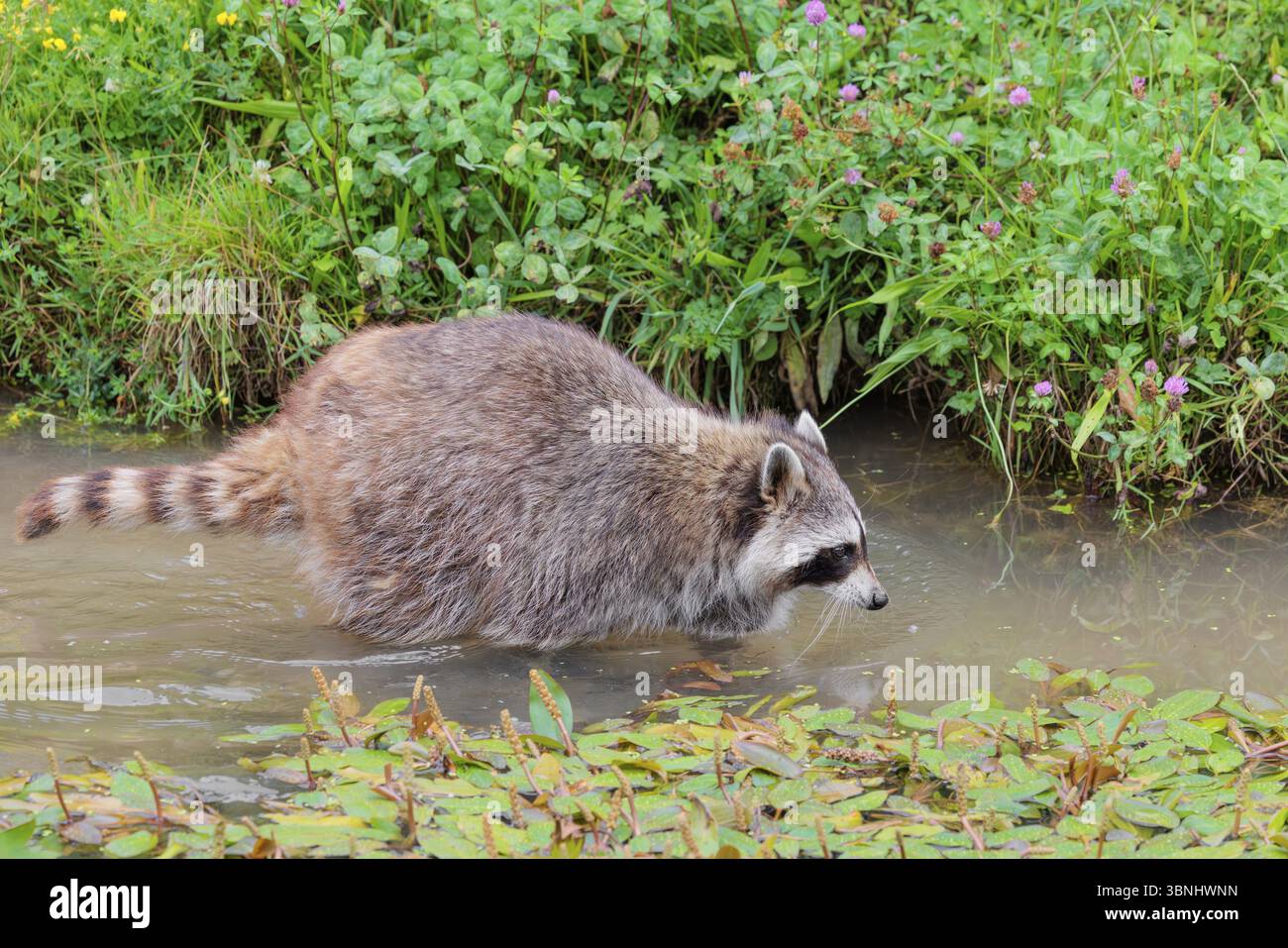 Un raton laveur adulte (Procyon lotor) cherche de la nourriture dans l'eau peu profonde d'un ruisseau entouré d'une végétation riveraine dense Banque D'Images