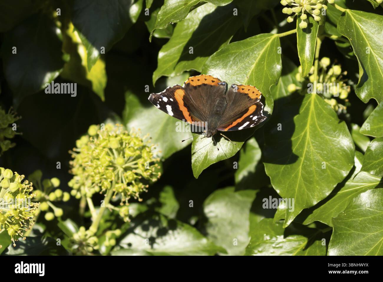 Papillon amiral rouge (Vanessa atalanta) insecte adulte reposant sur des fleurs de lierre (Hedera Helix) en été, Angleterre, Royaume-Uni, Europe Banque D'Images