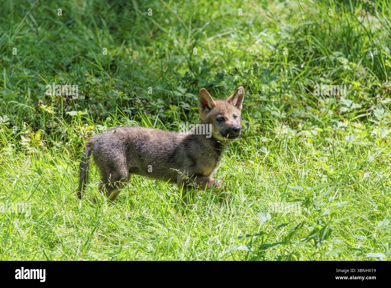 Un chiot loup gris de sept semaines (Canis lupus lupus) traverse une prairie verte par une journée ensoleillée Banque D'Images