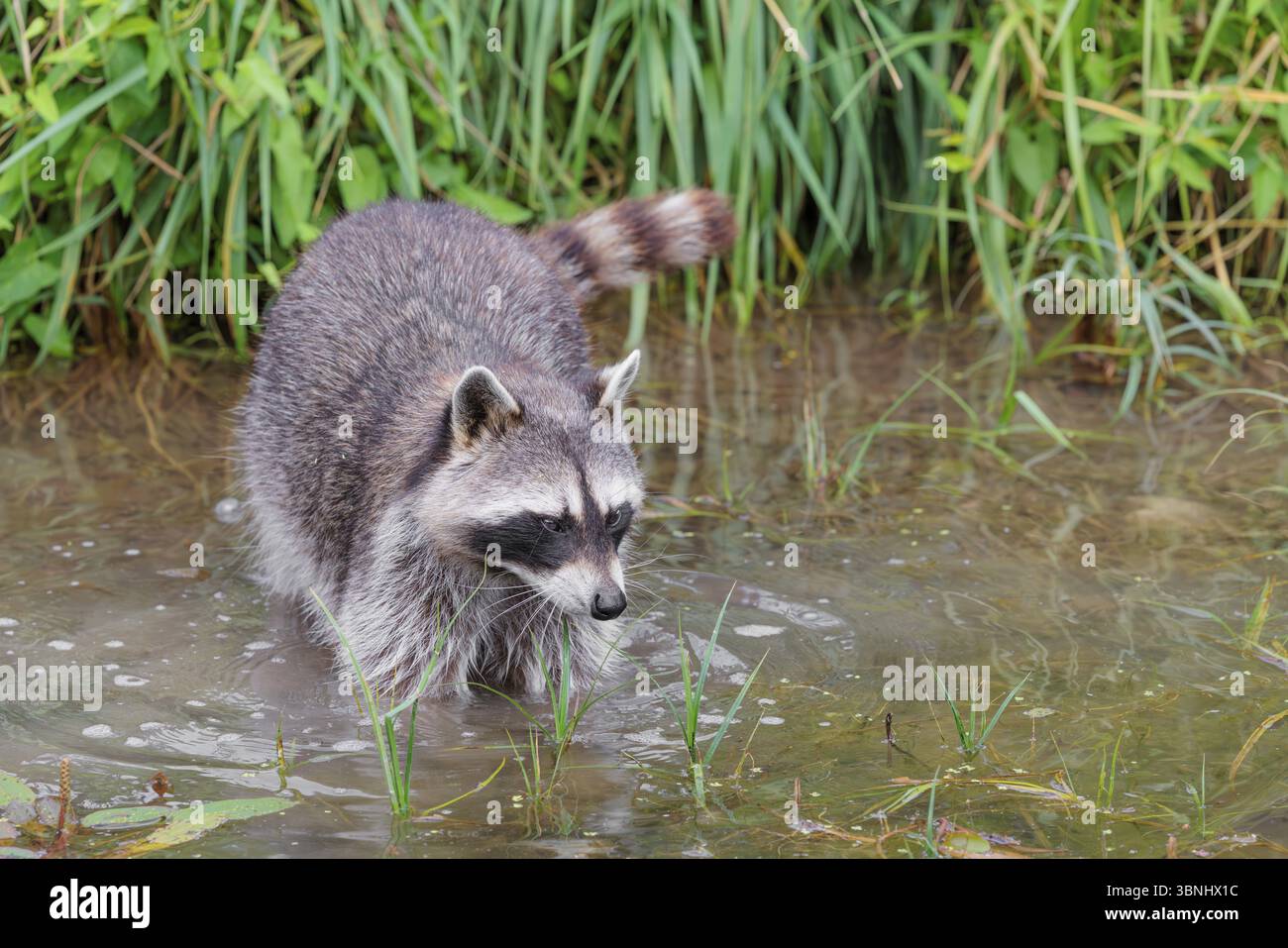 Un raton laveur adulte (Procyon lotor) cherche de la nourriture dans l'eau peu profonde d'un ruisseau entouré d'une végétation riveraine dense Banque D'Images