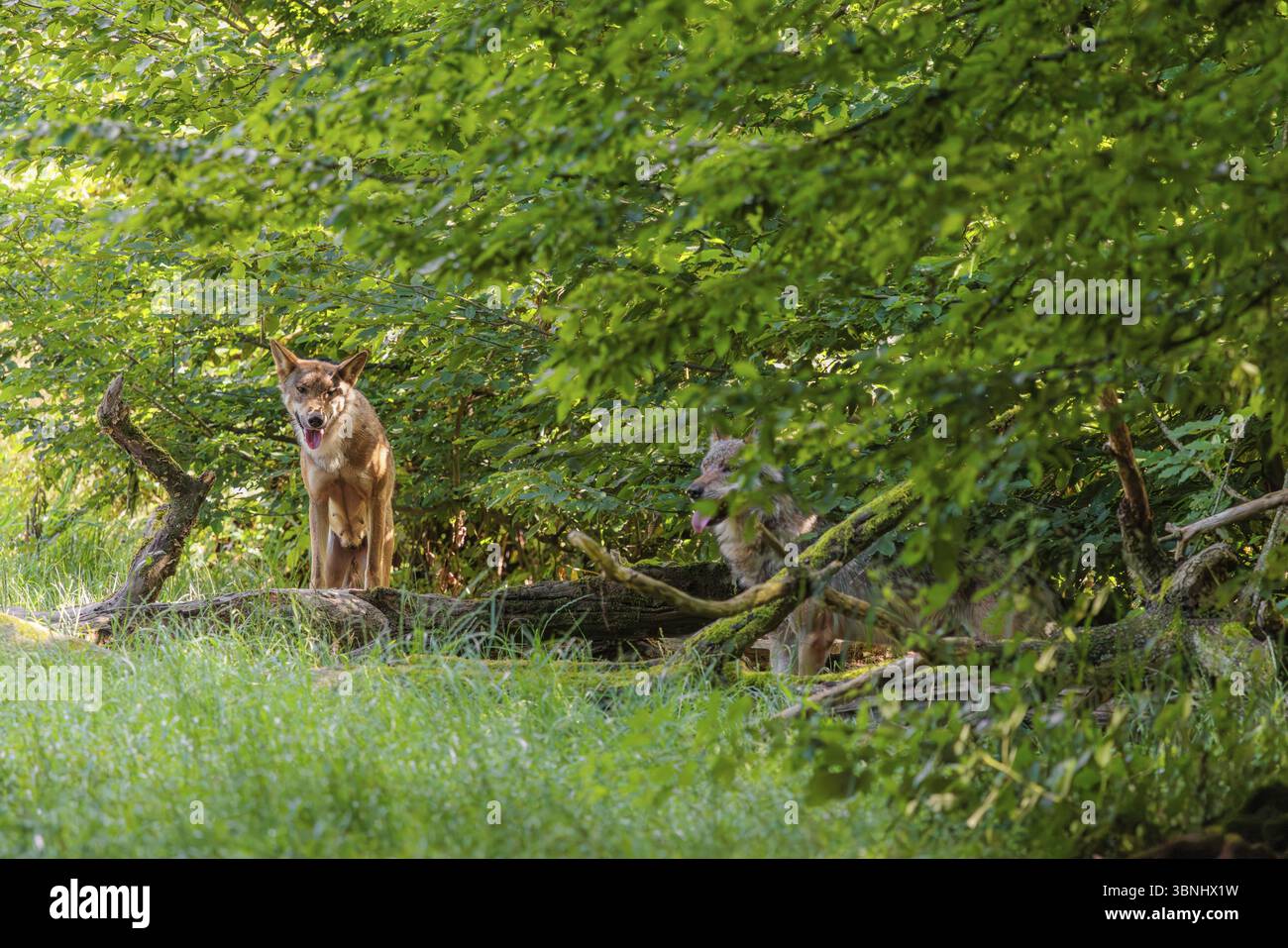 Deux loups gris (Canis lupus lupus) se dressent dans le sous-bois à la lisière d'une forêt par une journée ensoleillée Banque D'Images