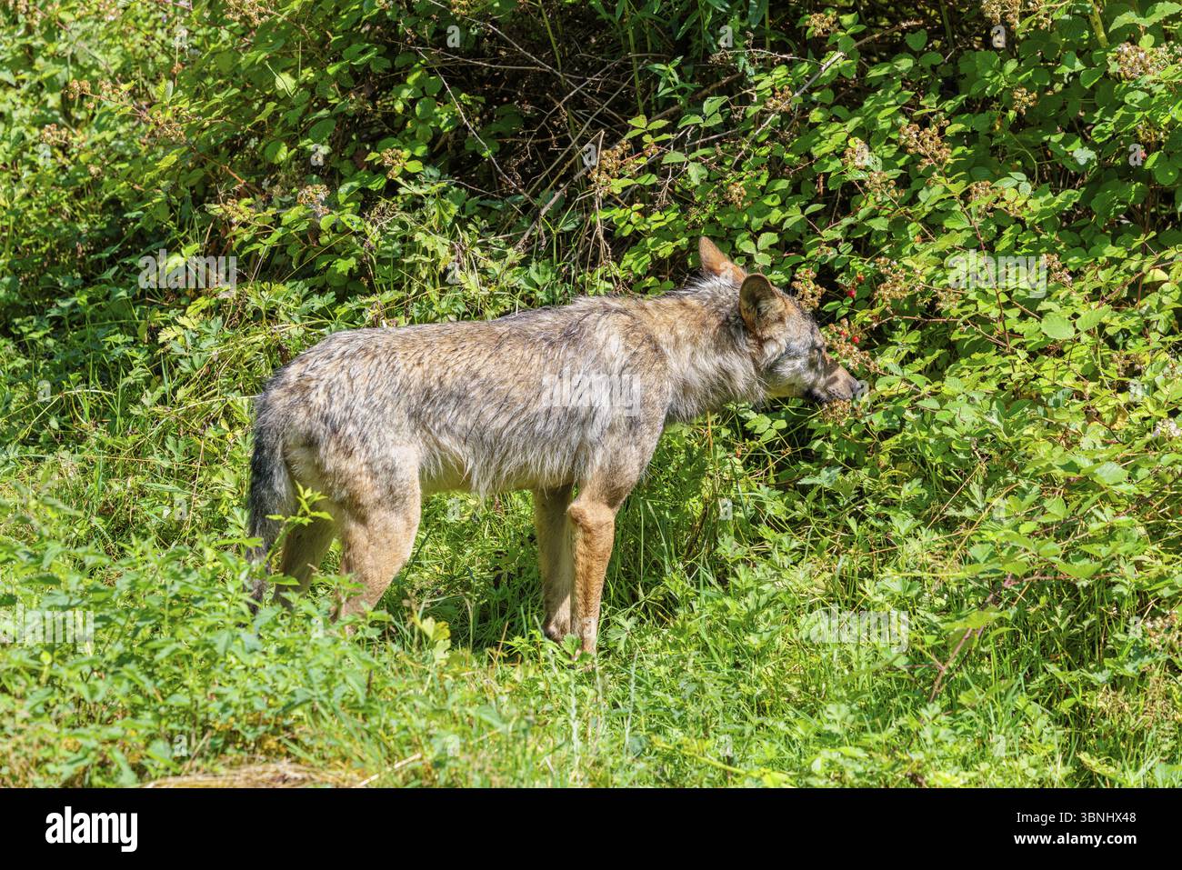 Un loup gris (Canis lupus lupus) traverse le sous-bois à la lisière d'une forêt par une journée ensoleillée Banque D'Images