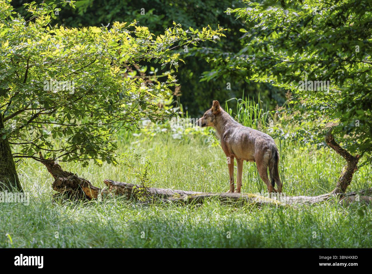 Un loup gris (Canis lupus lupus) se tient dans une clairière dans la forêt par une journée ensoleillée et observe les autres membres de la meute Banque D'Images