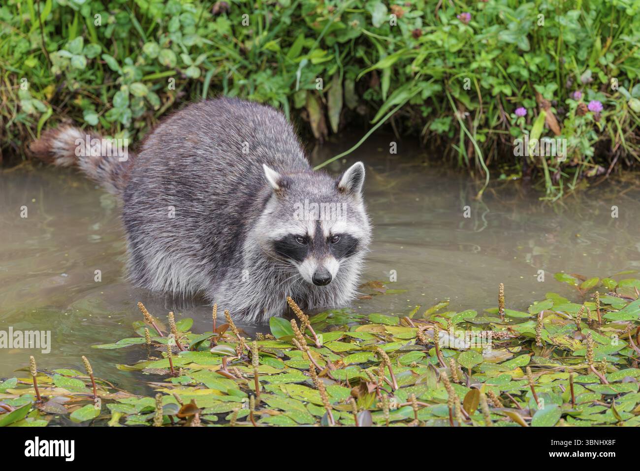 Un raton laveur adulte (Procyon lotor) cherche de la nourriture dans l'eau peu profonde d'un ruisseau entouré d'une végétation riveraine dense Banque D'Images