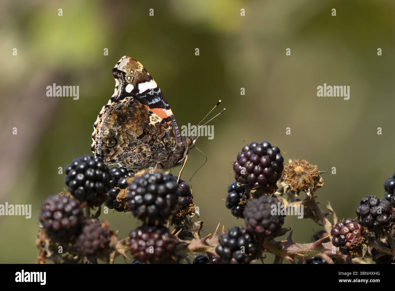 Papillon amiral rouge (Vanessa atalanta) insecte adulte se nourrissant de mûres en été, Angleterre, Royaume-Uni, Europe Banque D'Images