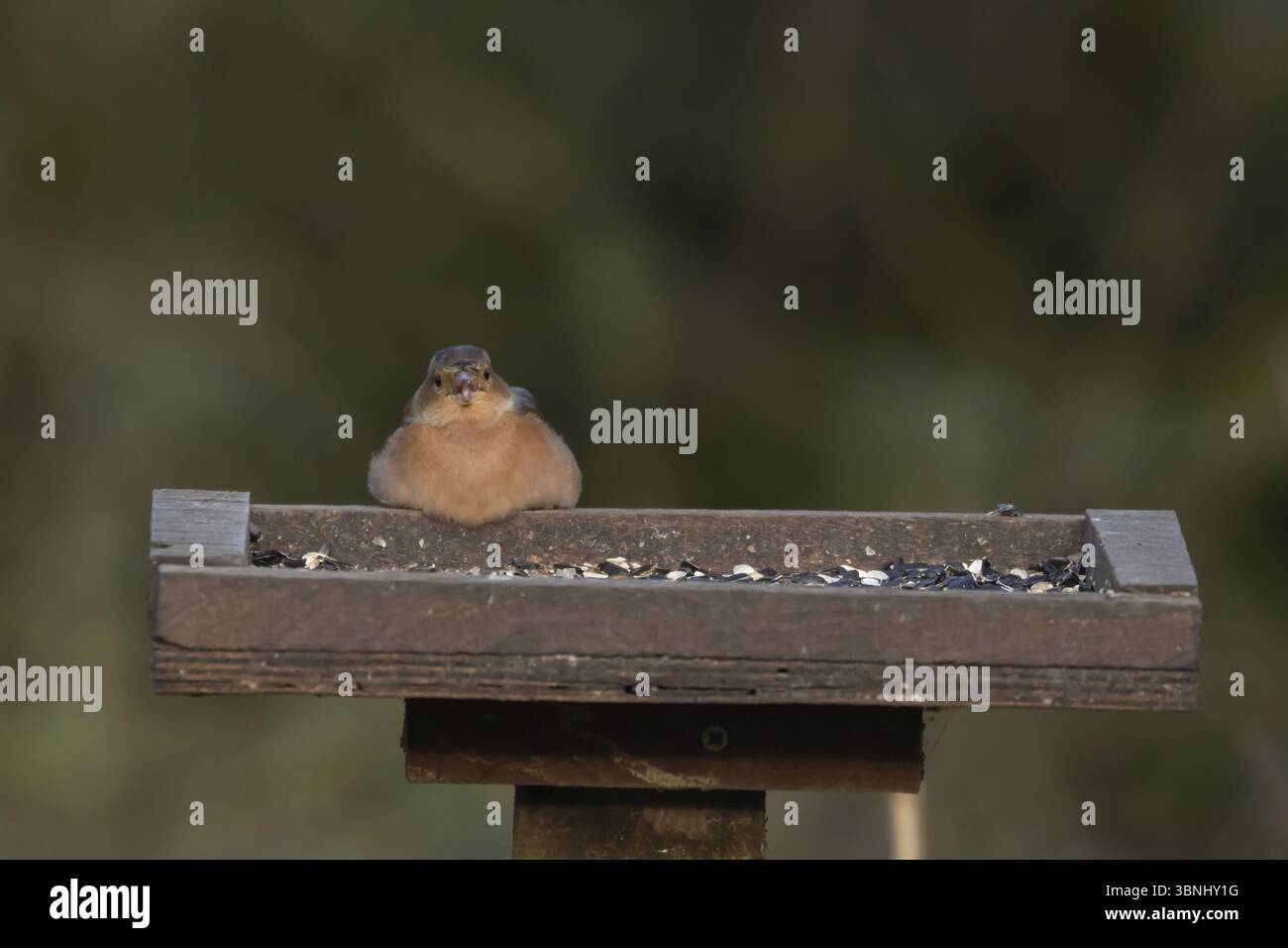 Chaffinch européen (Fringilla coelebs) oiseau mâle adulte se nourrissant de graines de tournesol à une table à oiseaux, Angleterre, Royaume-Uni, Europe Banque D'Images