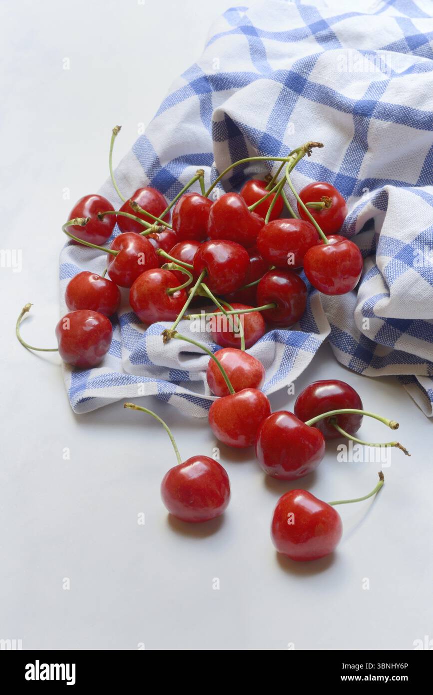 Cerises douces avec tissu, Prunus avium Banque D'Images