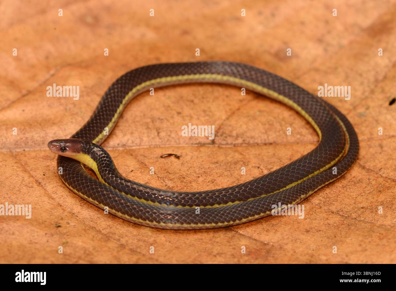 Calamaria lovii Reed Snake Banque D'Images