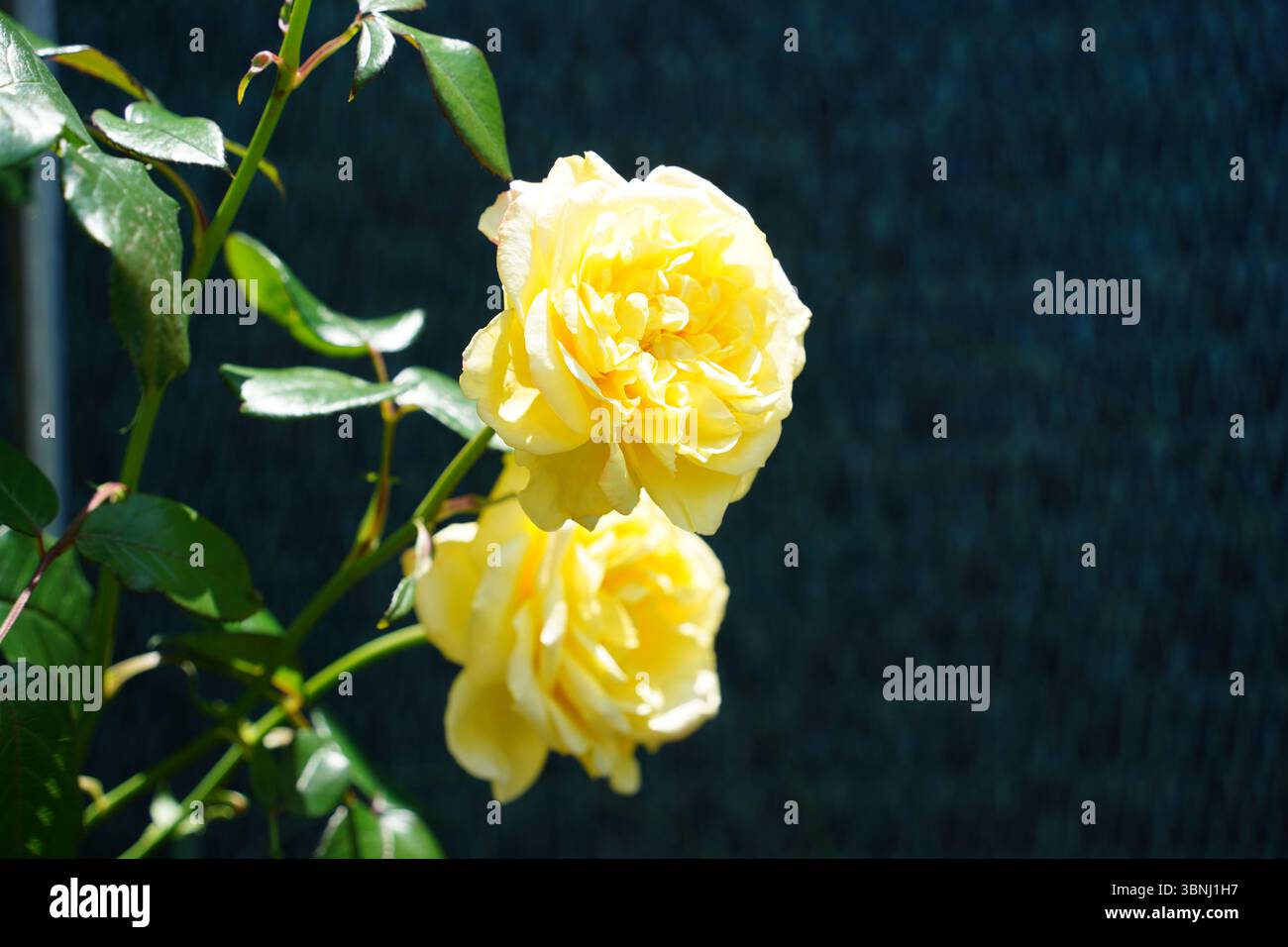 Deux roses sauvages jaune vif fleurissant dans la nature Banque D'Images