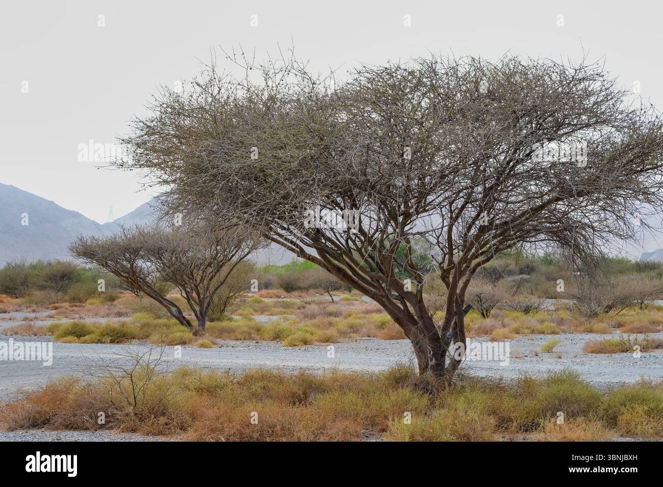 Arbres Ghaf ou Prosopis cineraria, arbre national des Émirats arabes Unis, arbres résistants à la sécheresse le long de la route dans la région des montagnes de Hajar à Sharjah, Émirats arabes Unis Banque D'Images
