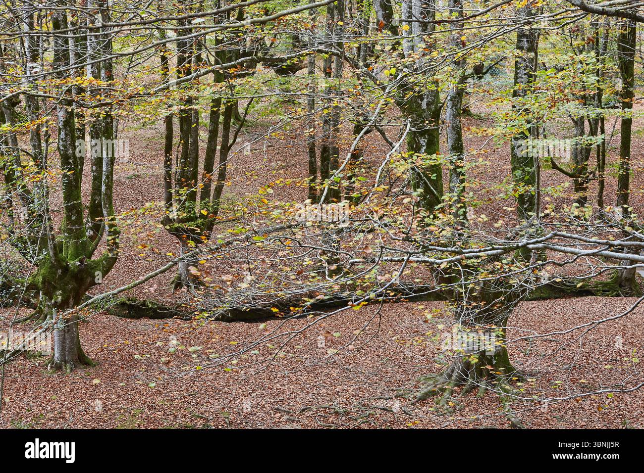 Forêt de hêtres à Vizcaya. Hayedo Otzarreta, Gorbeia. Paysage d'automne. Espagne Banque D'Images Forêt de hêtres à Vizcaya. Hayedo Otzarreta, Gorbeia. Paysage d'automne. Espagne Banque D'Images