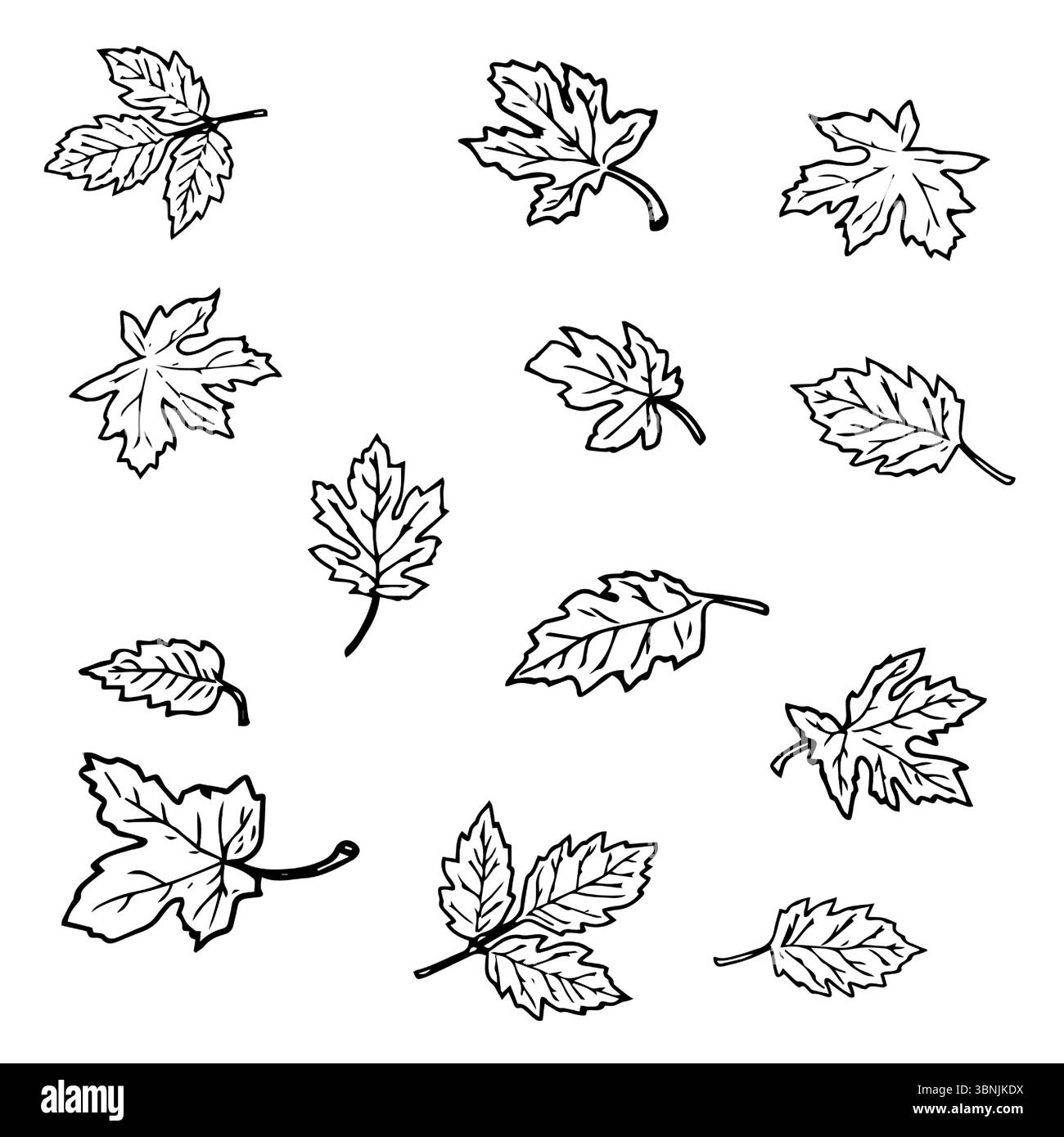 Feuilles, ensemble de silhouettes, croquis à l'encre noire et blanche. Illustration vectorielle. Feuilles d'érable, de raisin et de citrouille, isolées sur fond blanc. Thème de Illustration de Vecteur