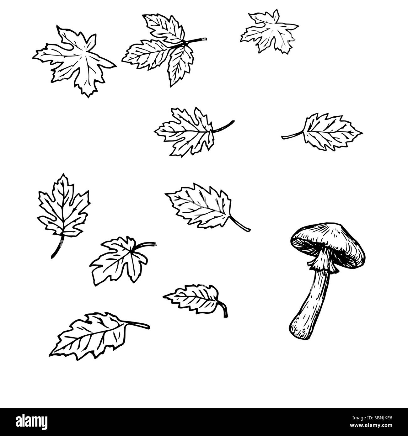 Feuilles d'arbres forestiers, ensemble de silhouettes, croquis à l'encre noire et blanche. Illustration vectorielle. Feuillage et champignon d'automne et de printemps, isolé sur wh Illustration de Vecteur