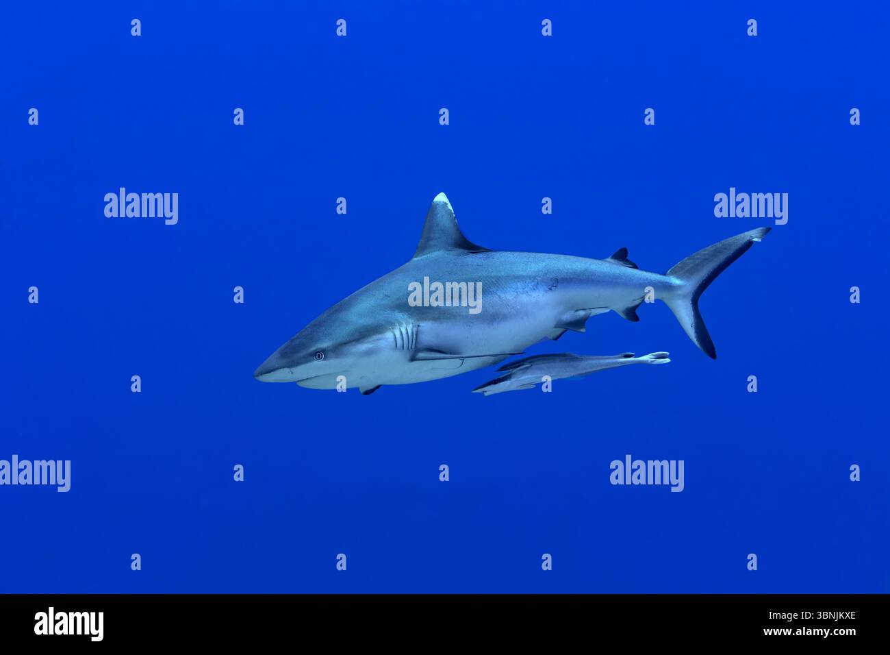 Un requin gris de récif, Carcharhinus amblyrhynchos, nage dans l'océan bleu profond accompagné de remords, Echeneis naucrates, attachés à son corps. Capturé Banque D'Images
