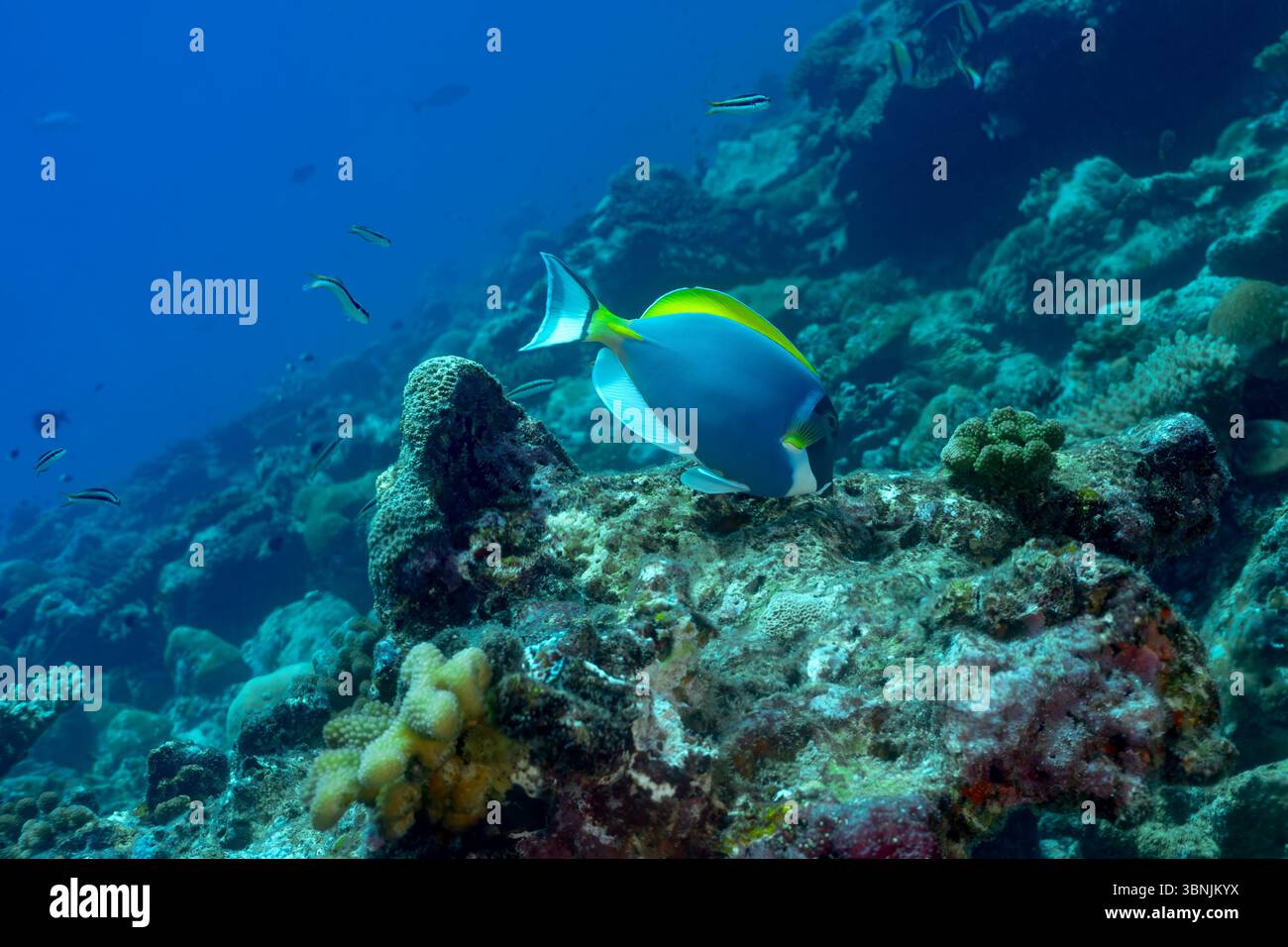 Acanthurus leucosternon, un tang bleu poudré, glisse gracieusement sur les récifs coralliens vibrants des Maldives, mettant en valeur son corps bleu vif, Yellow Do Banque D'Images