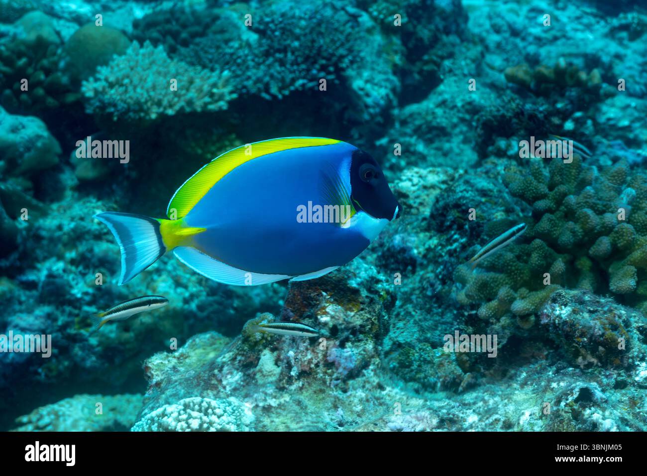 Acanthurus leucosternon, un tang bleu poudré, glisse gracieusement sur les récifs coralliens vibrants des Maldives, mettant en valeur son corps bleu vif, Yellow Do Banque D'Images