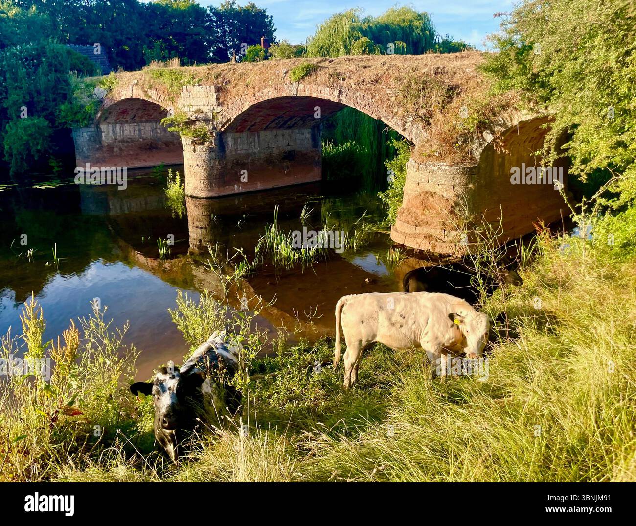 un troupeau de vaches dans un champ rural somerset à côté de la rivière tone et un vieux pont dissout en angleterre royaume-uni Banque D'Images