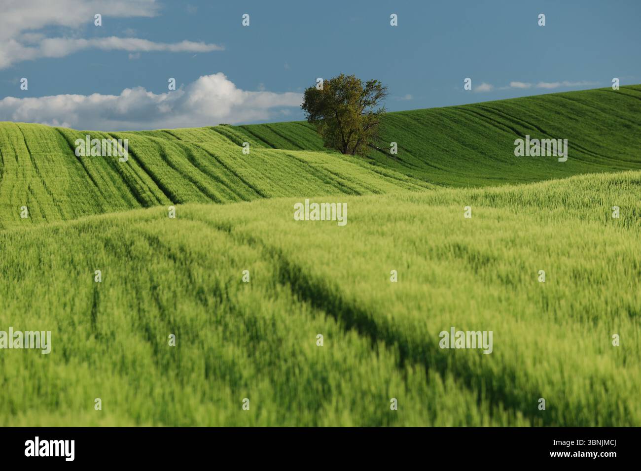 Des champs verdoyants s'étendent sur des collines ondulantes sous un ciel bleu éclatant. Un arbre solitaire se dresse majestueusement au loin, ajoutant du contraste au s. Banque D'Images