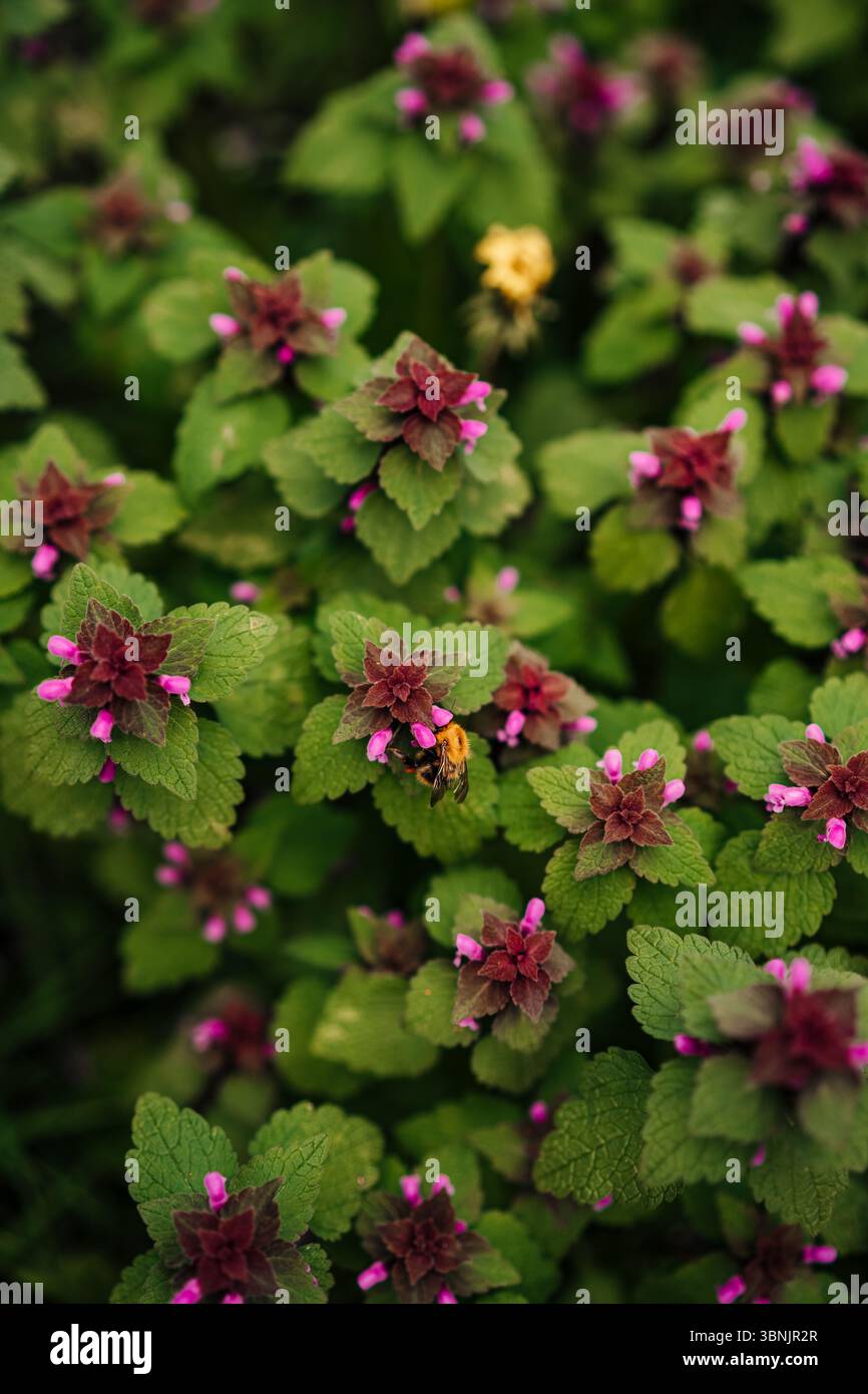 Un bourdon vibrant pollinise activement les fleurs d'ortie morte rouge, mettant en évidence le rôle vital des abeilles dans le soutien de la biodiversité par la pollinisation Banque D'Images