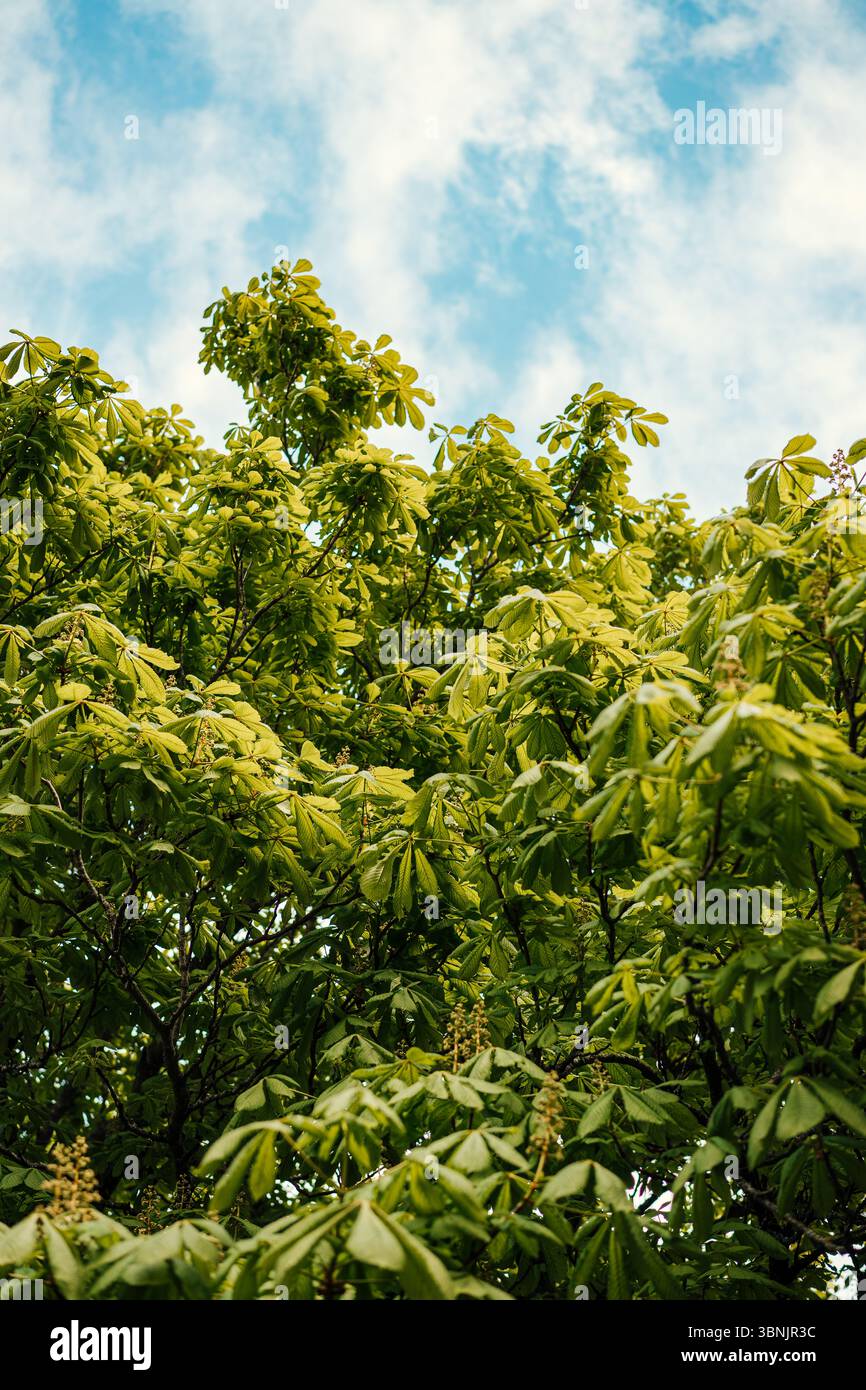 Un châtaignier vibrant avec un feuillage vert luxuriant se distingue sur un ciel bleu clair, capturant la beauté de la nature dans toute sa splendeur Banque D'Images