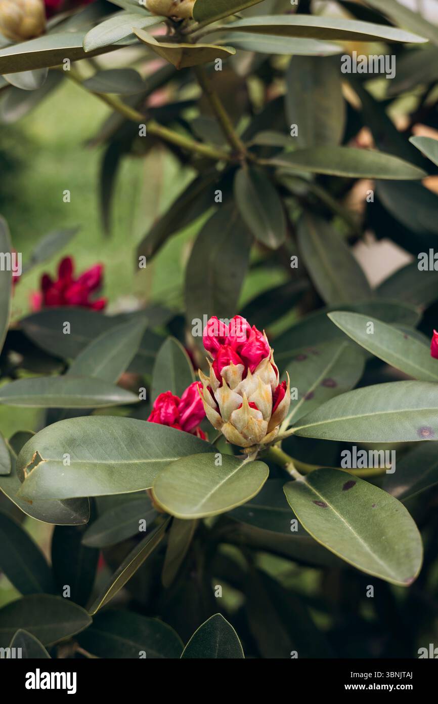 Un spectacle vibrant de fleurs de rhododendrons avec de riches pétales rouges se déploie au milieu d'une végétation luxuriante, créant une scène sereine et pittoresque dans une garde tranquille Banque D'Images