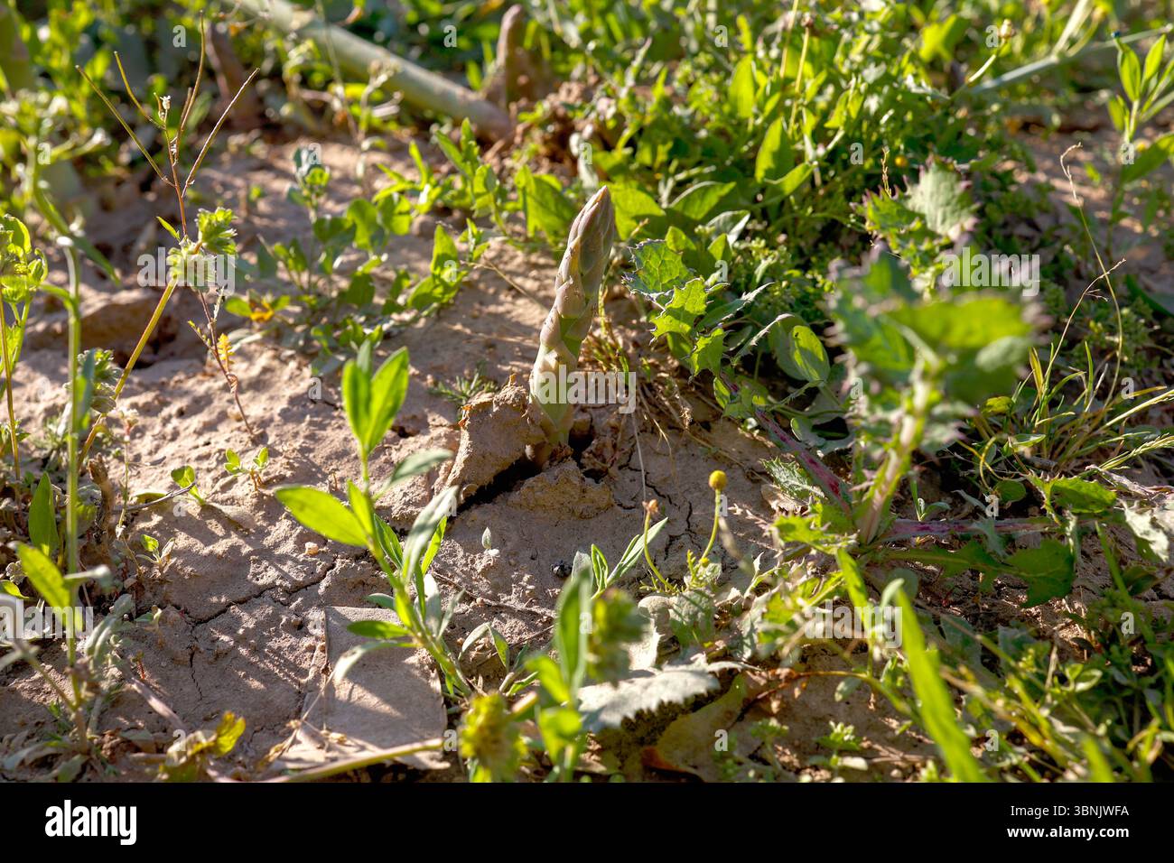 Des asperges sauvages émergent du sol dans une ferme, entourée de feuillage vert et de lumière du soleil. Cette image capture la croissance naturelle des asperges dans son n Banque D'Images