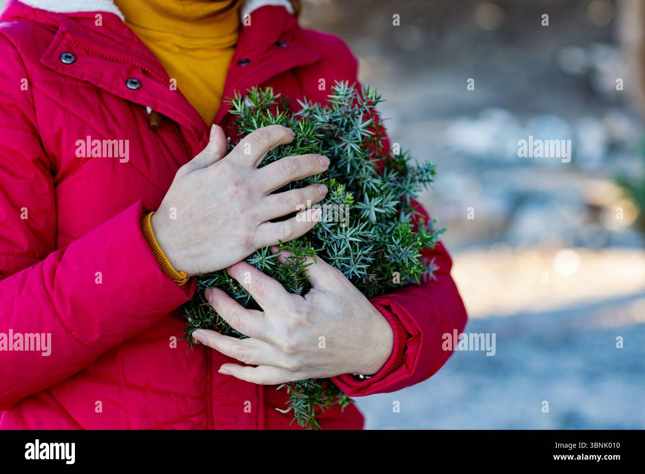 Une femme recadrée méconnaissable dans une veste rouge récolte des baies de genièvre le long de la pittoresque côte égéenne au cours d'une journée d'hiver ensoleillée et lumineuse, mettant en valeur le th Banque D'Images
