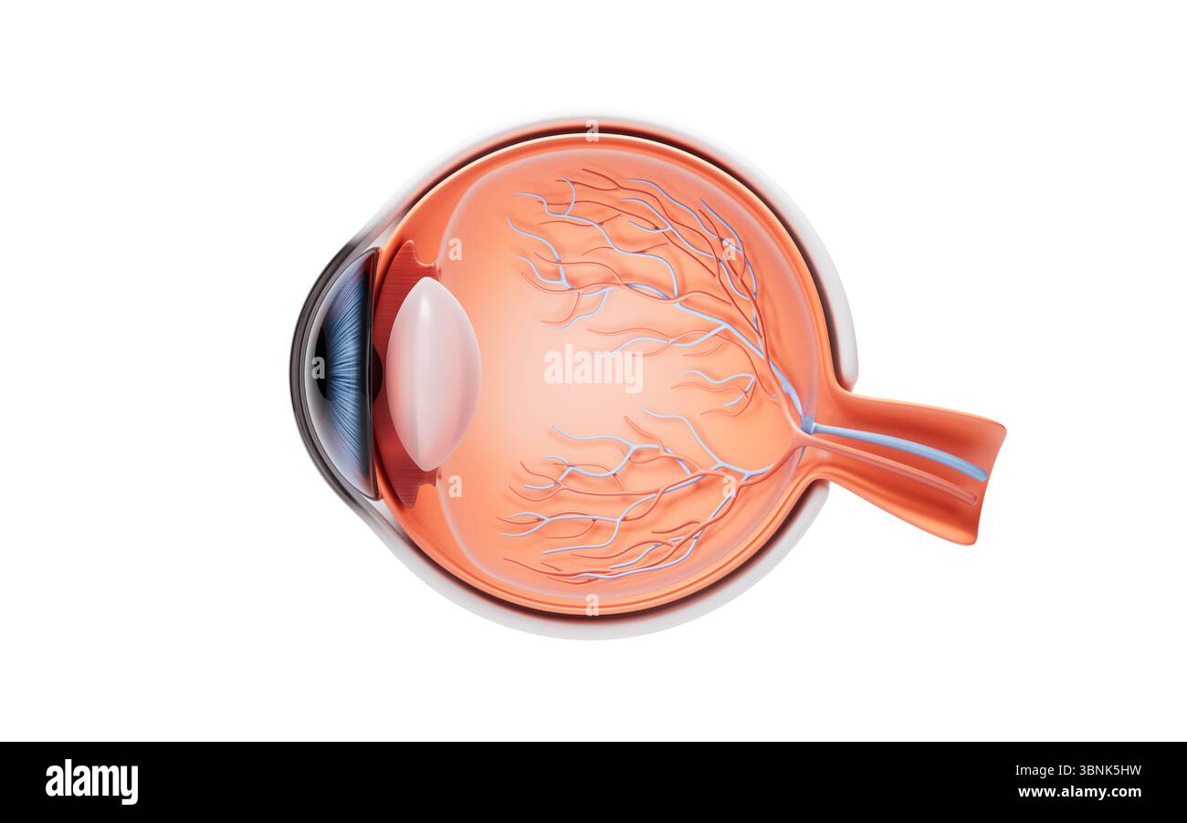 Illustration scientifique médicale de structure de globe oculaire, rendu 3D. Illustration 3D. Banque D'Images