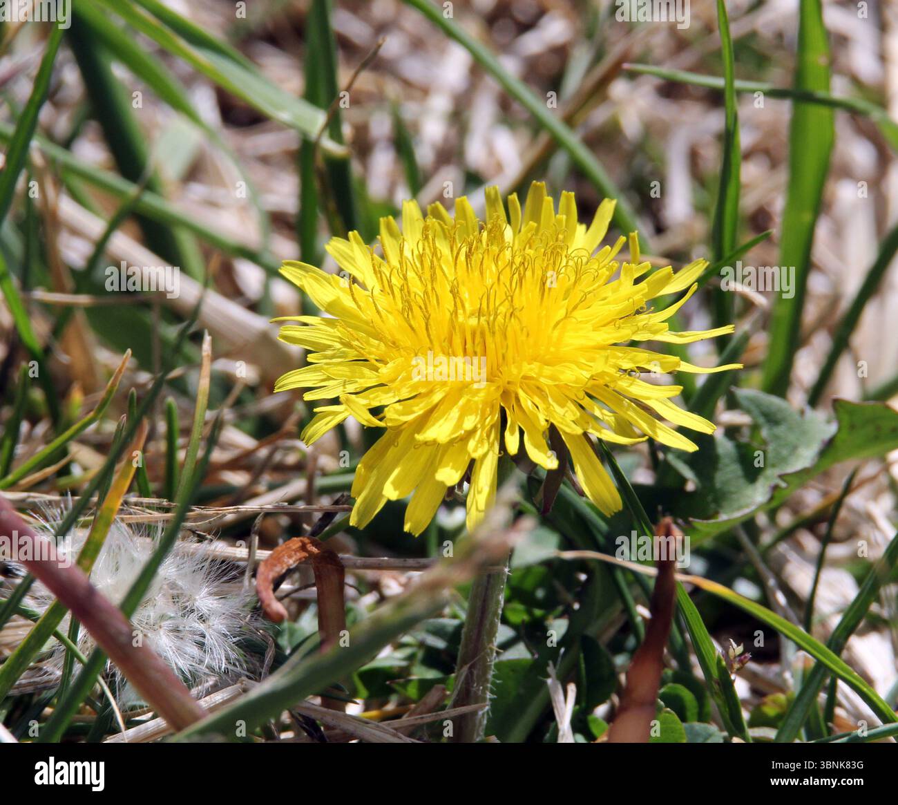 Fleur jaune sur une herbe de pissenlit Banque D'Images