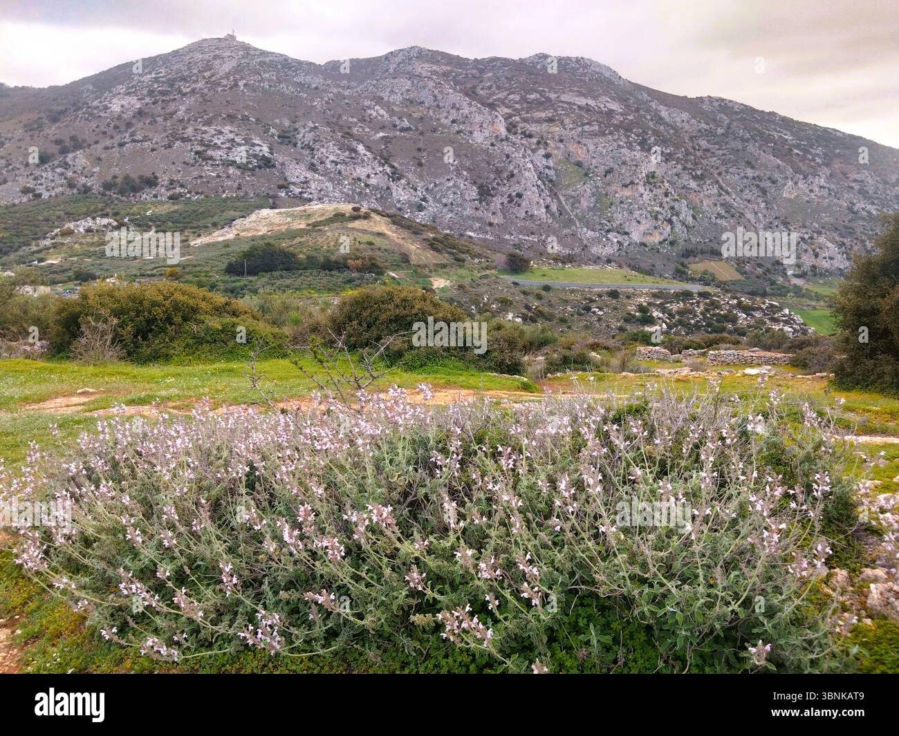 La sauge sauvage fleurie se trouve au premier plan d'un paysage crétois accidenté, avec des collines en terrasses, des oliveraies et des montagnes sous un ciel nuageux. Banque D'Images