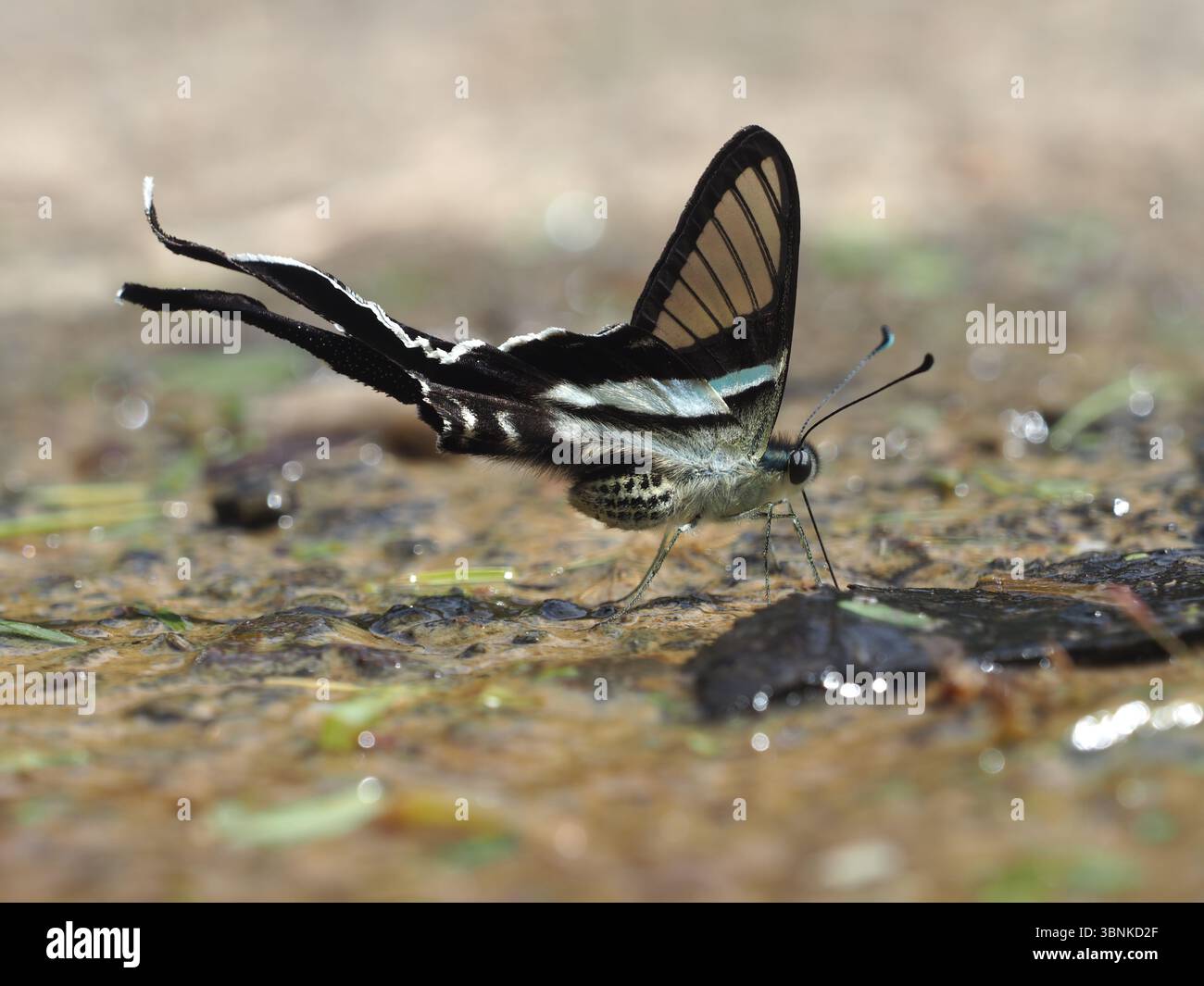 Lamproptera meges (Green Dragontail) papillon reposant avec ses longues ailes de queue et ses ailes antérieures transparentes visibles. Banque D'Images