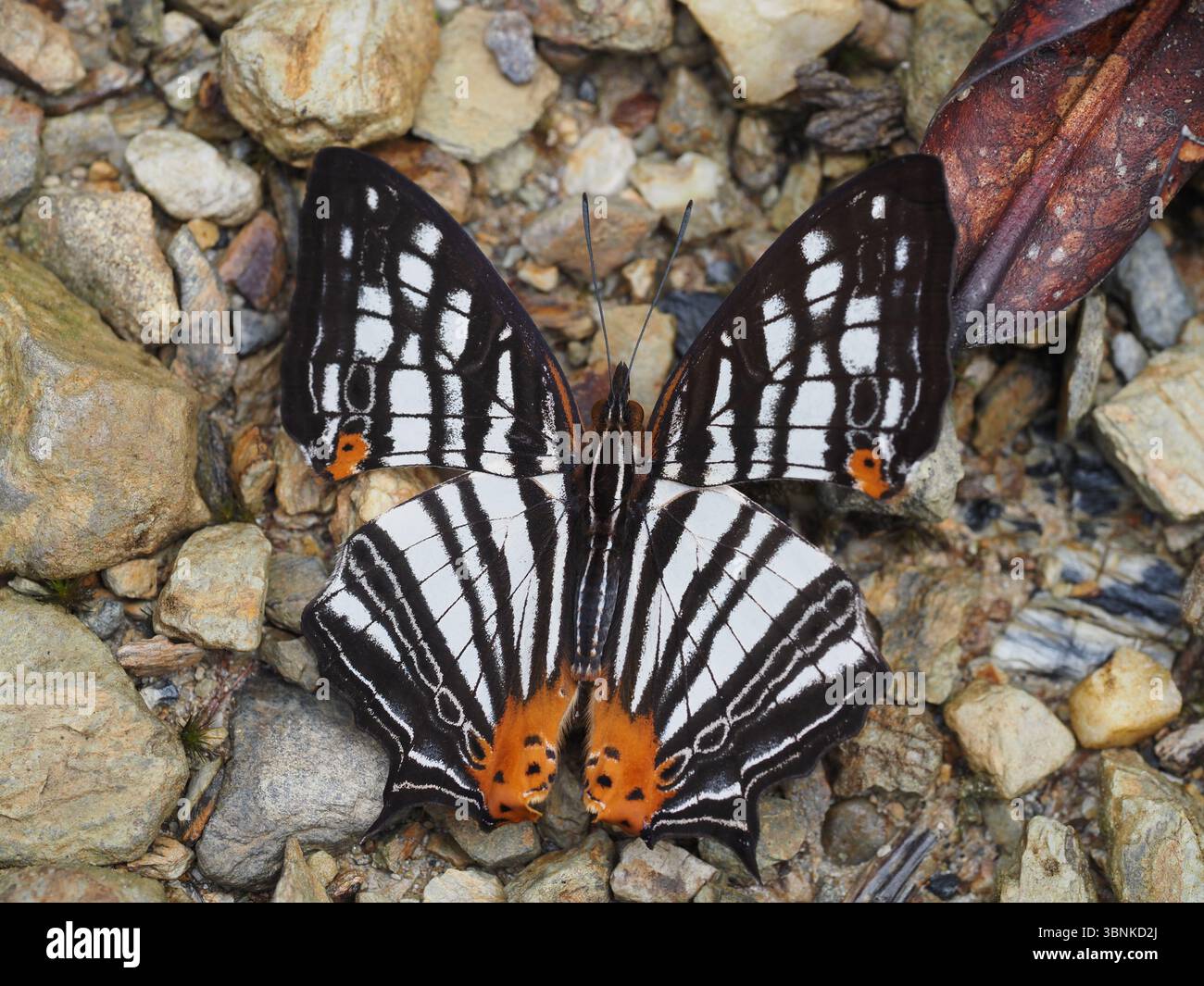 Cyrestis maenalis (papillon de la carte) se prélassant sur un sol rocheux, montrant une extension complète des ailes avec des motifs ressemblant à une carte. Banque D'Images