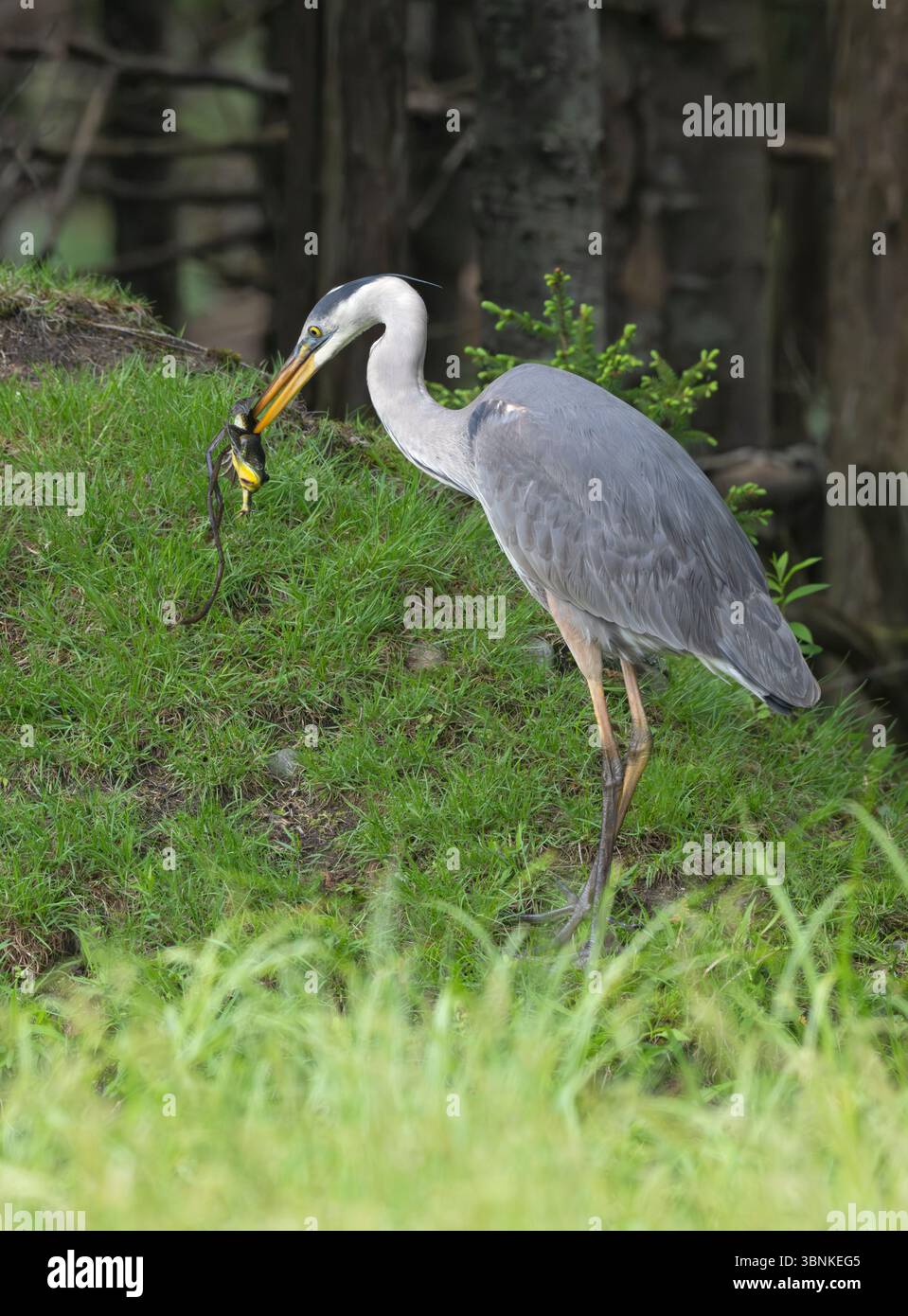 Grand Héron bleu (Ardea herodias) avec une grenouille verte (Lithobates clamitans). Juin dans le parc national d'Acadia, Maine, États-Unis. Banque D'Images Grand Héron bleu (Ardea herodias) avec une grenouille verte (Lithobates clamitans). Juin dans le parc national d'Acadia, Maine, États-Unis. Banque D'Images