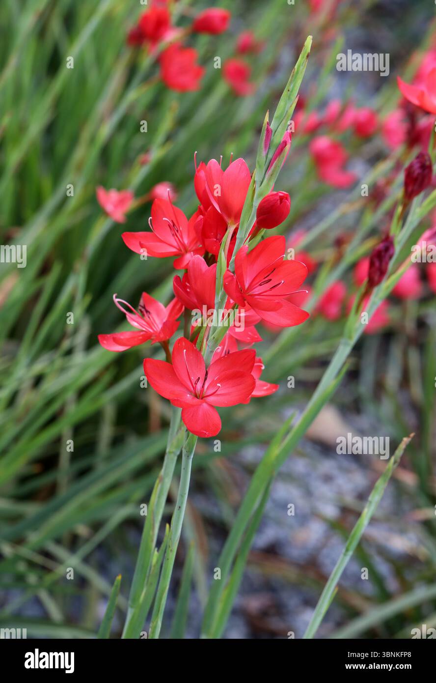Lys de rivière, ou Lys drapeau cramoisi, Hesperantha coccinea 'Red Flag', Iridacées. SYN. Schizostylis coccinea. Afrique du Sud et Zimbabwe. Banque D'Images