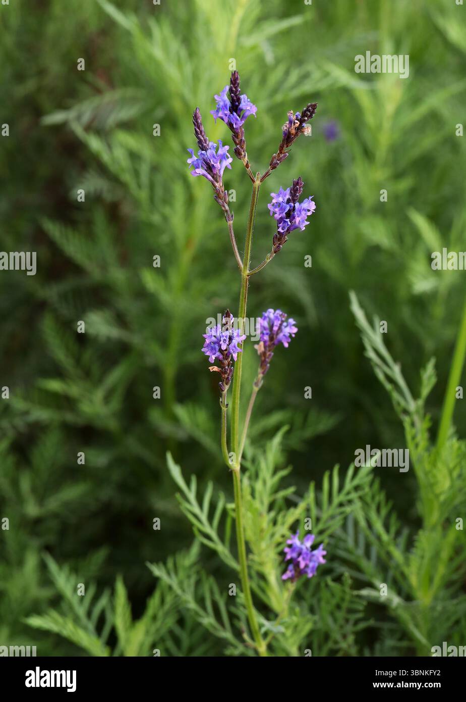 Lavande des Canaries, Lavendula canariensis, Lamiaceae. Îles Canaries, Espagne. Lavandula canariensis est un arbuste à demi-rustique, boisé et à feuilles persistantes. Banque D'Images
