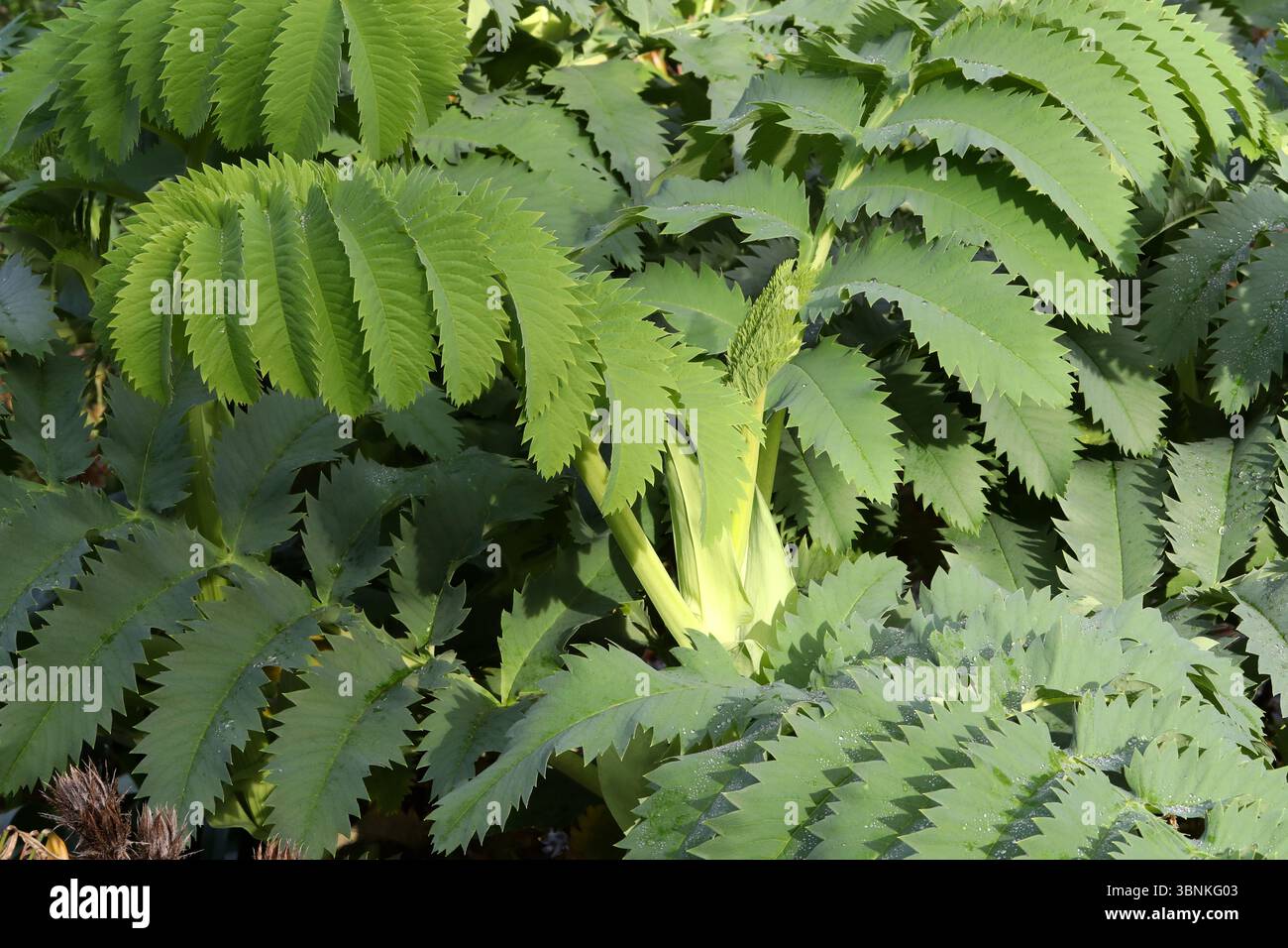 Fleur de miel géante ou fleur de miel, Melianthus major, Melianthaceae. Cap occidental, Afrique du Sud. Alias Kruidjie-roer-My-nie. Banque D'Images Fleur de miel géante ou fleur de miel, Melianthus major, Melianthaceae. Cap occidental, Afrique du Sud. Alias Kruidjie-roer-My-nie. Banque D'Images
