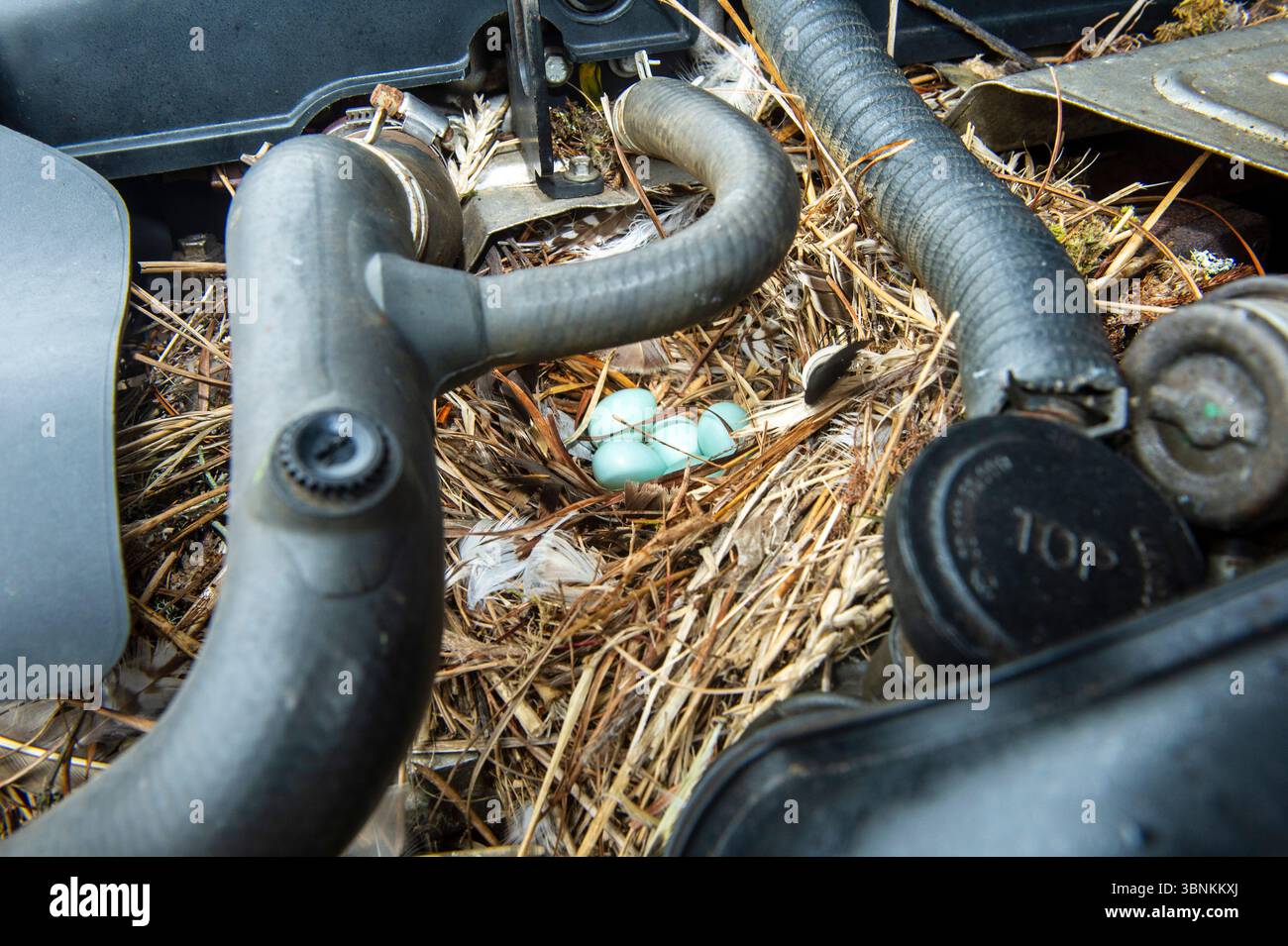 Un grand nid d’oiseau avec des œufs soigneusement construits à l’intérieur d’un compartiment moteur – une vue surprenante de la nature rencontrant des machines, mais aussi un grave feu caché ha Banque D'Images