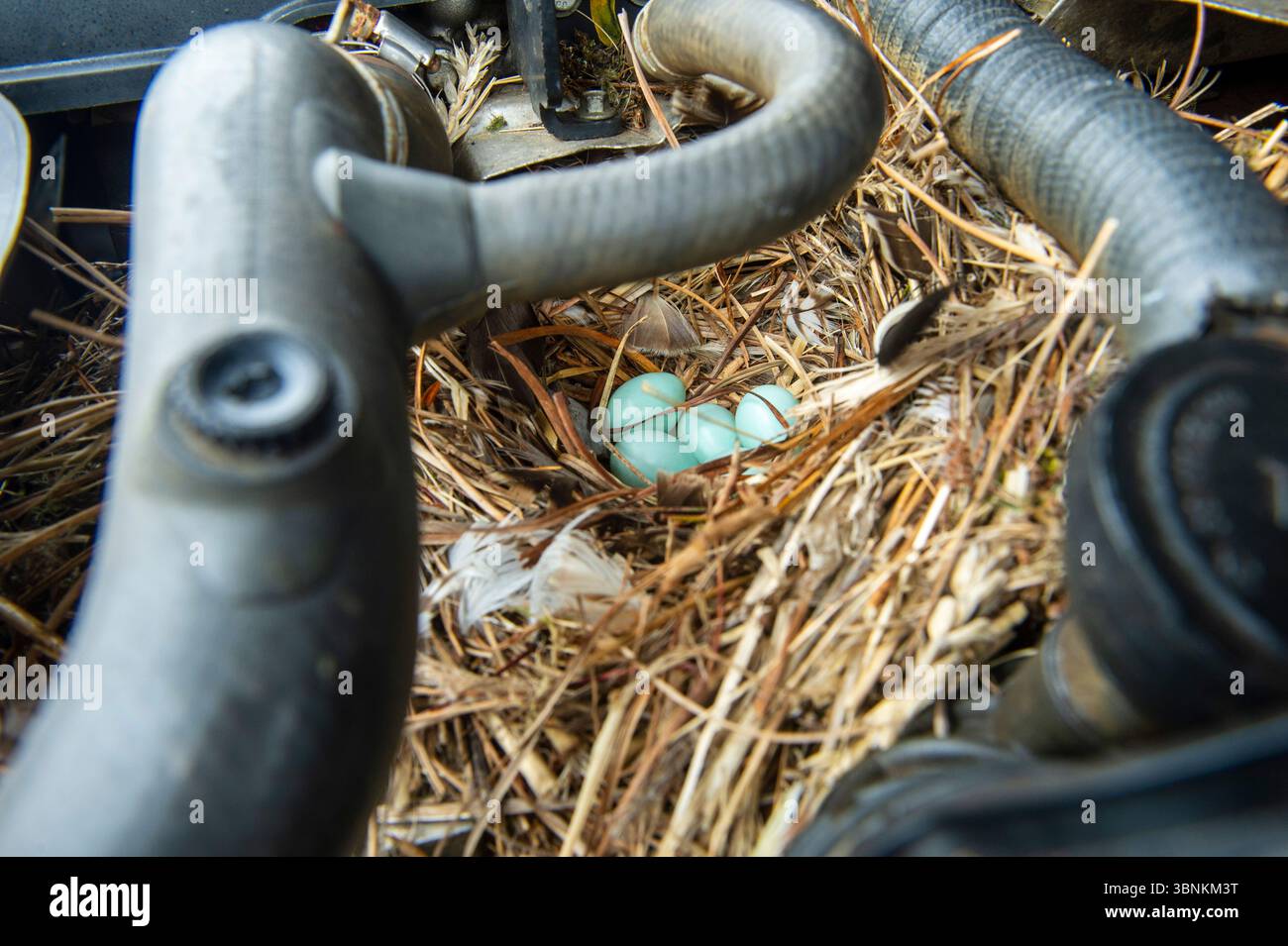 Un grand nid d’oiseau avec des œufs soigneusement construits à l’intérieur d’un compartiment moteur – une vue surprenante de la nature rencontrant des machines, mais aussi un grave feu caché ha Banque D'Images