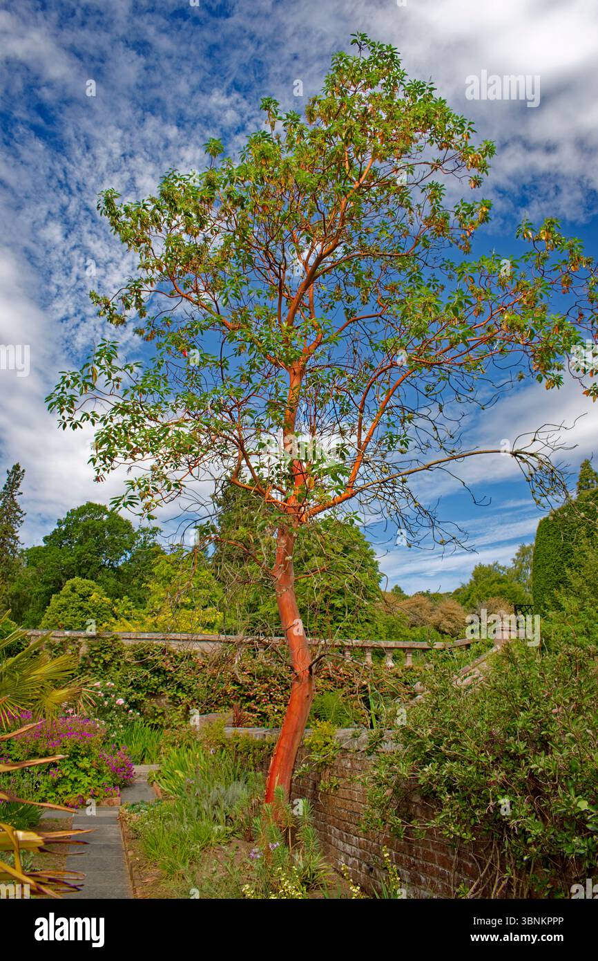Crathes Castle Banchory Aberdeenshire Écosse ciel bleu et superbe arbre dans les jardins Banque D'Images