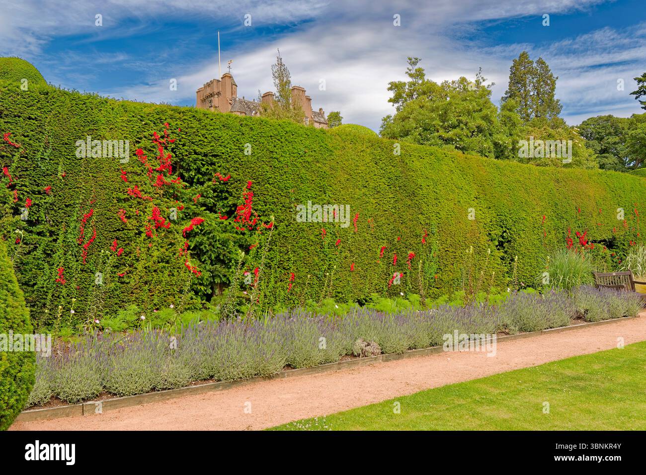 Crathes Castle Banchory Aberdeenshire Écosse spectaculaires haies topiaires d'if irlandais datant de 1702 et fleurs rouges de la flamme écossaise Tropaeolum spe Banque D'Images