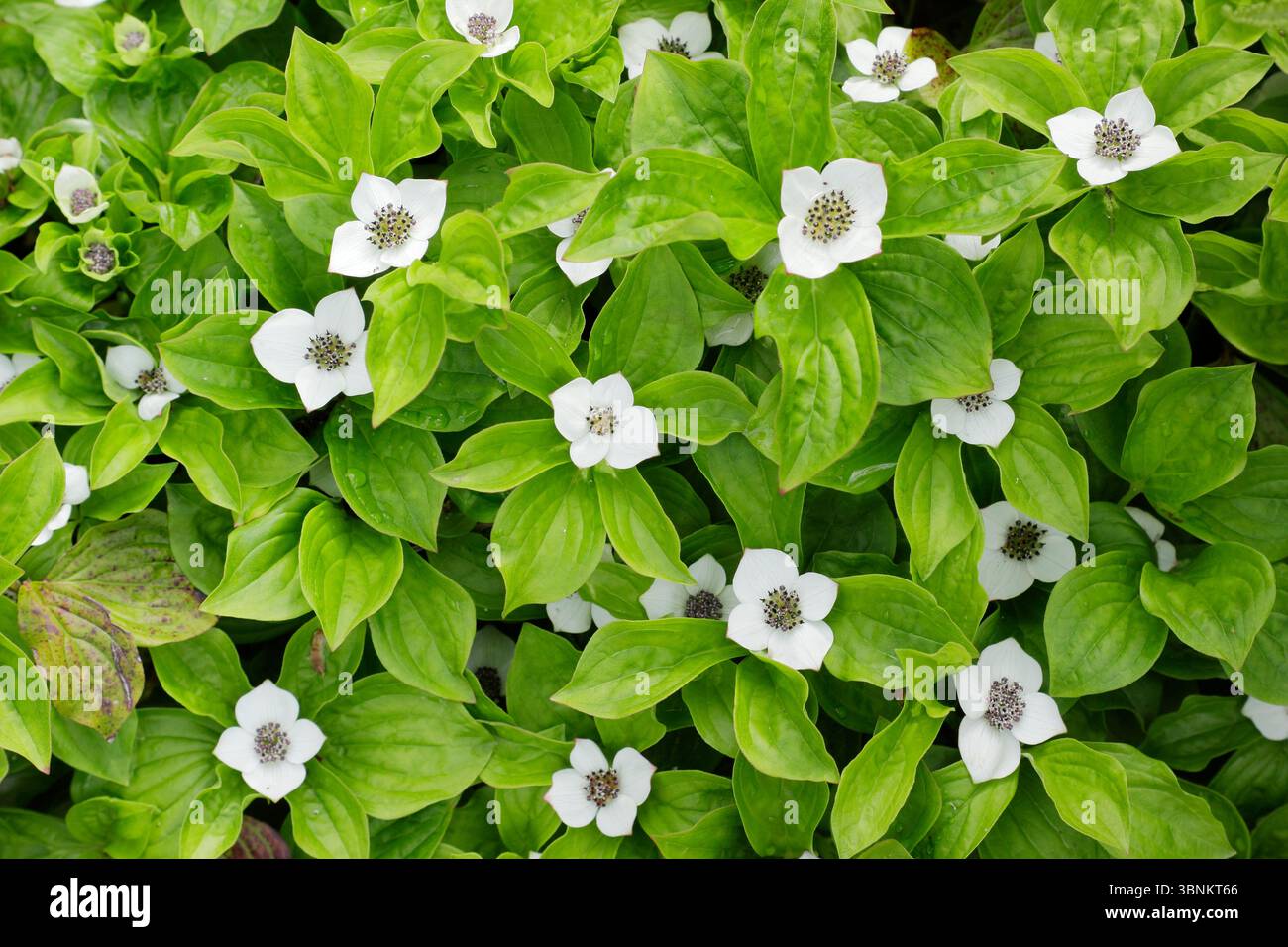 Pétales blancs comme les bractées de Cornus canadensis, également appelées myrtille ou crackerberry, une floraison rampante de chien au Royaume-Uni. Banque D'Images