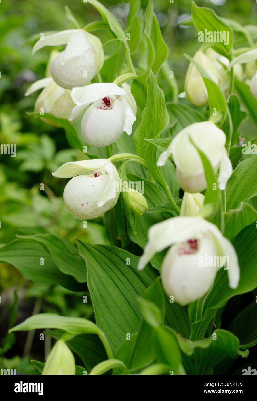 Pochettes blanches rayées roses de Cypripedium regina, ou orchidée de pantoufle de dame voyante, dans un jardin britannique abrité. Banque D'Images